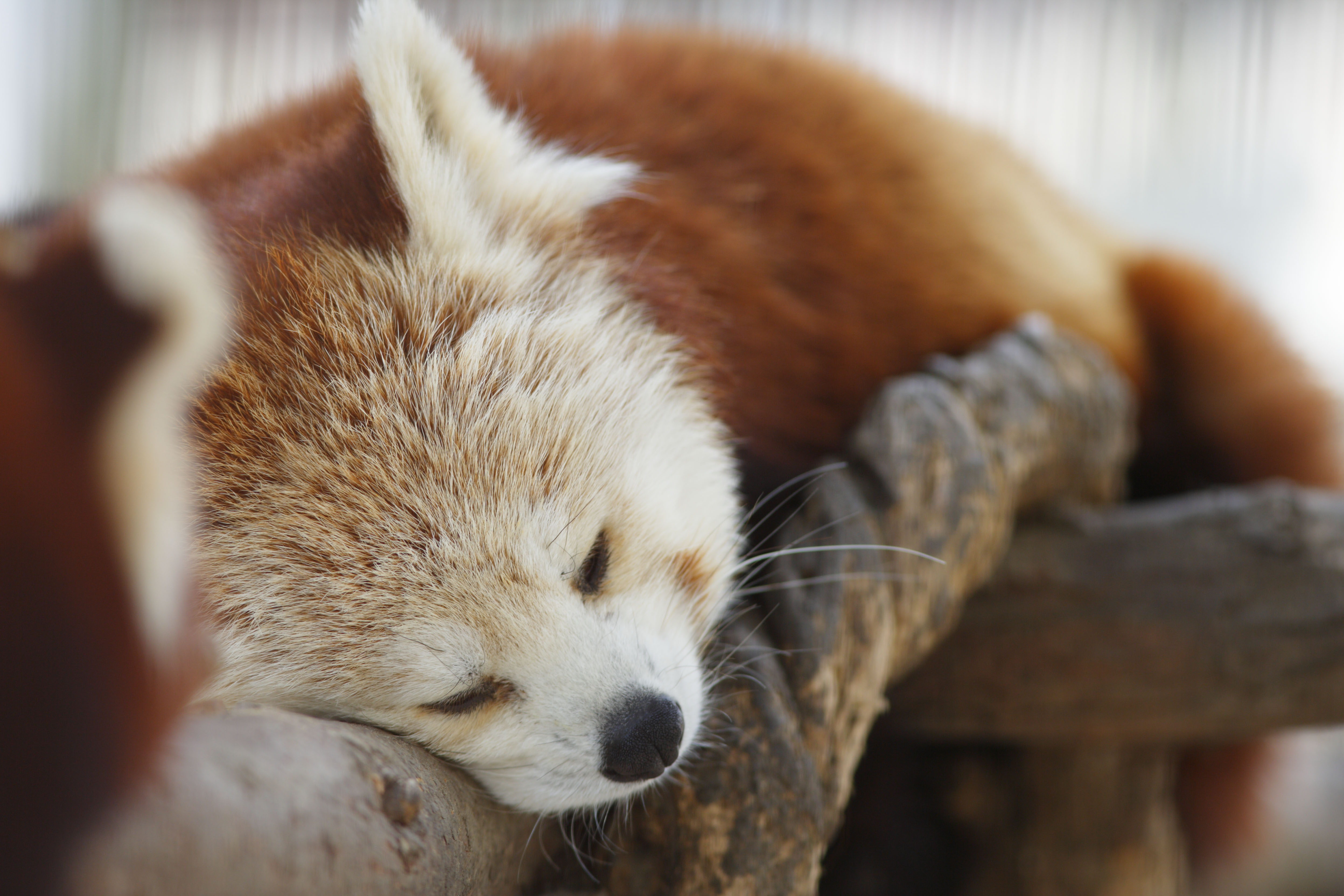 photo,material,free,landscape,picture,stock photo,Creative Commons,The afternoon of the nap, panda, , red panda, nap