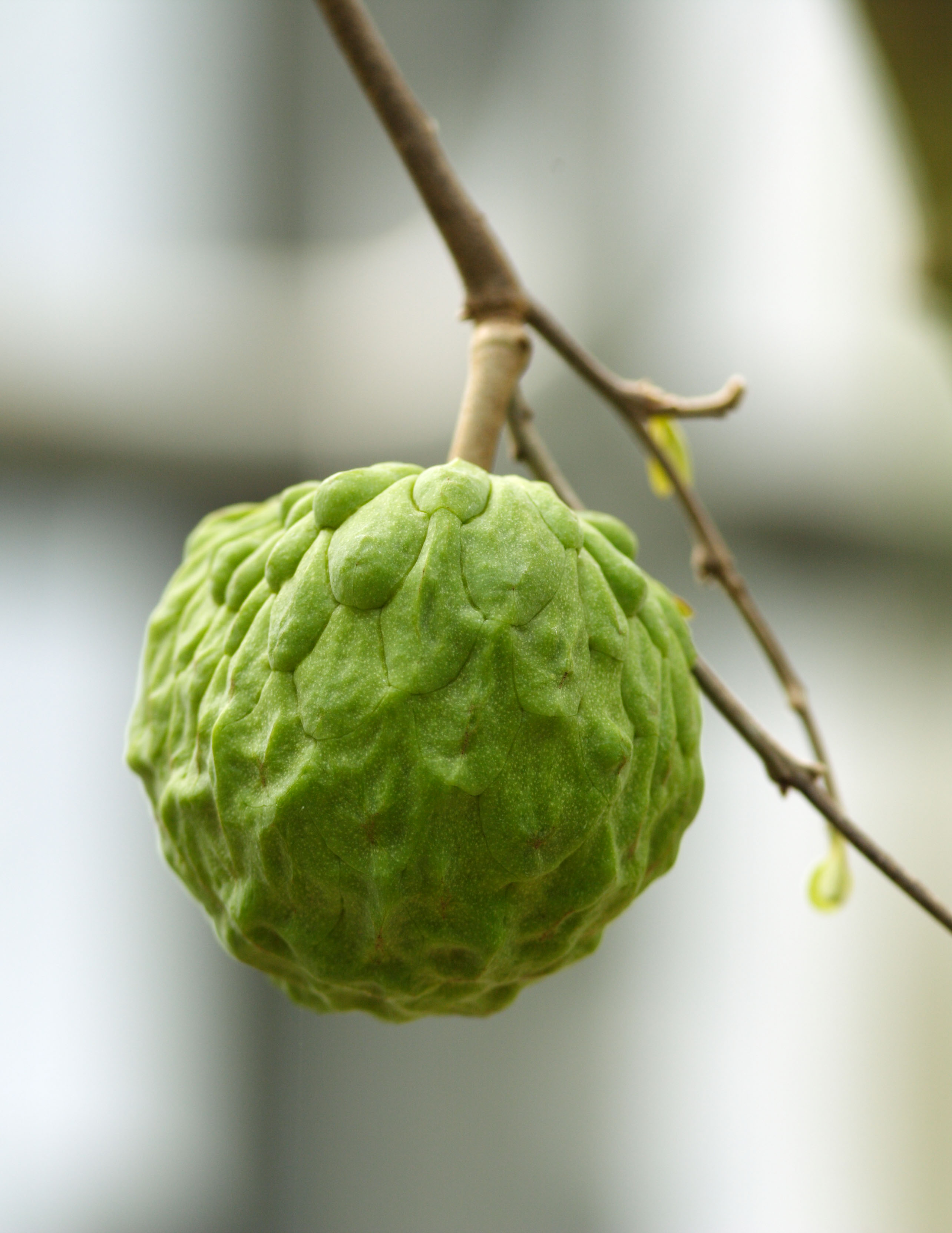 photo,material,free,landscape,picture,stock photo,Creative Commons,Sweetsop, Flesh of fruit, Fruit, , Food