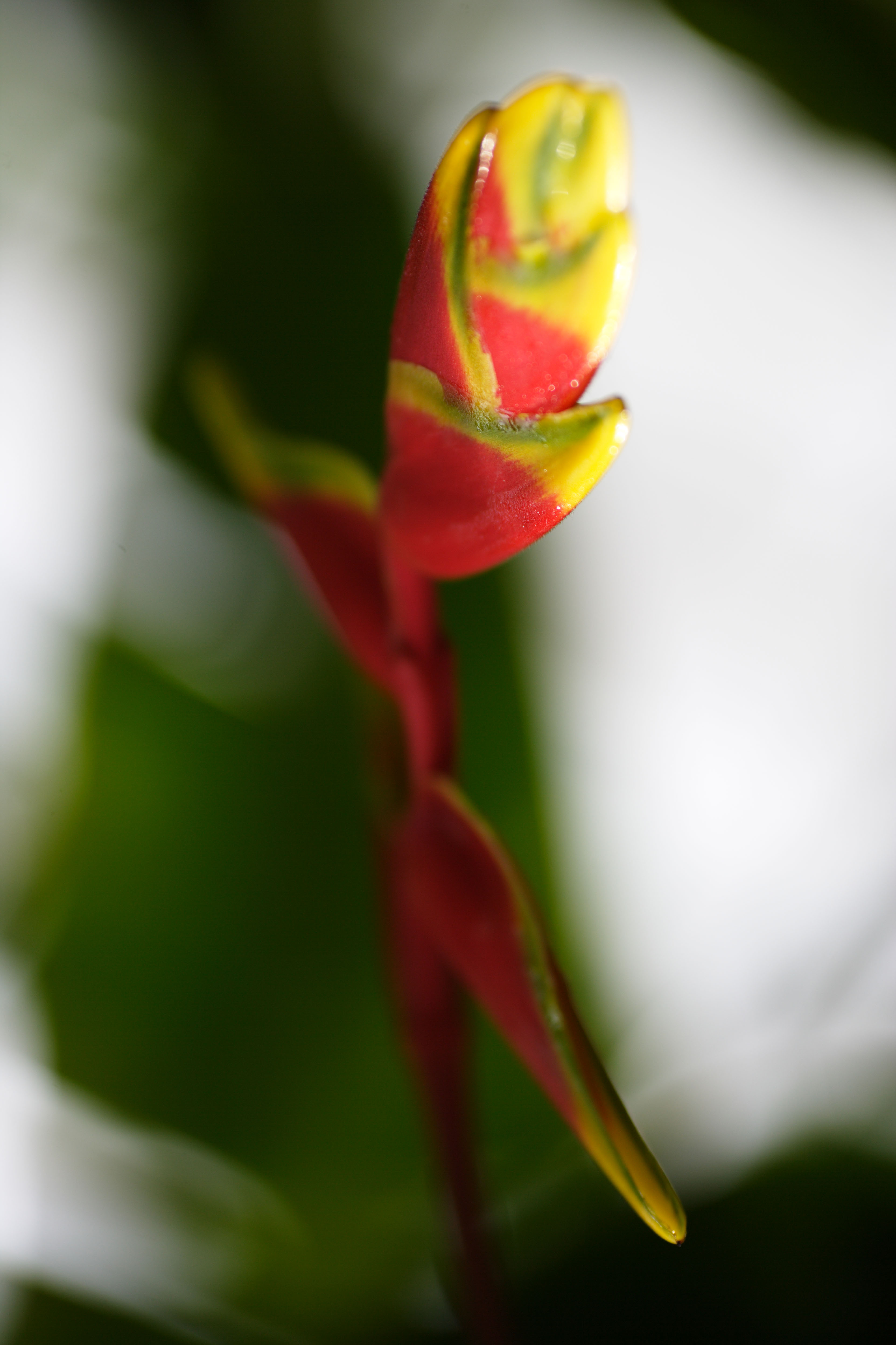 photo,material,free,landscape,picture,stock photo,Creative Commons,ROSUTORATA heliconia, Red, The tropical zone, Tropical, I am gorgeous