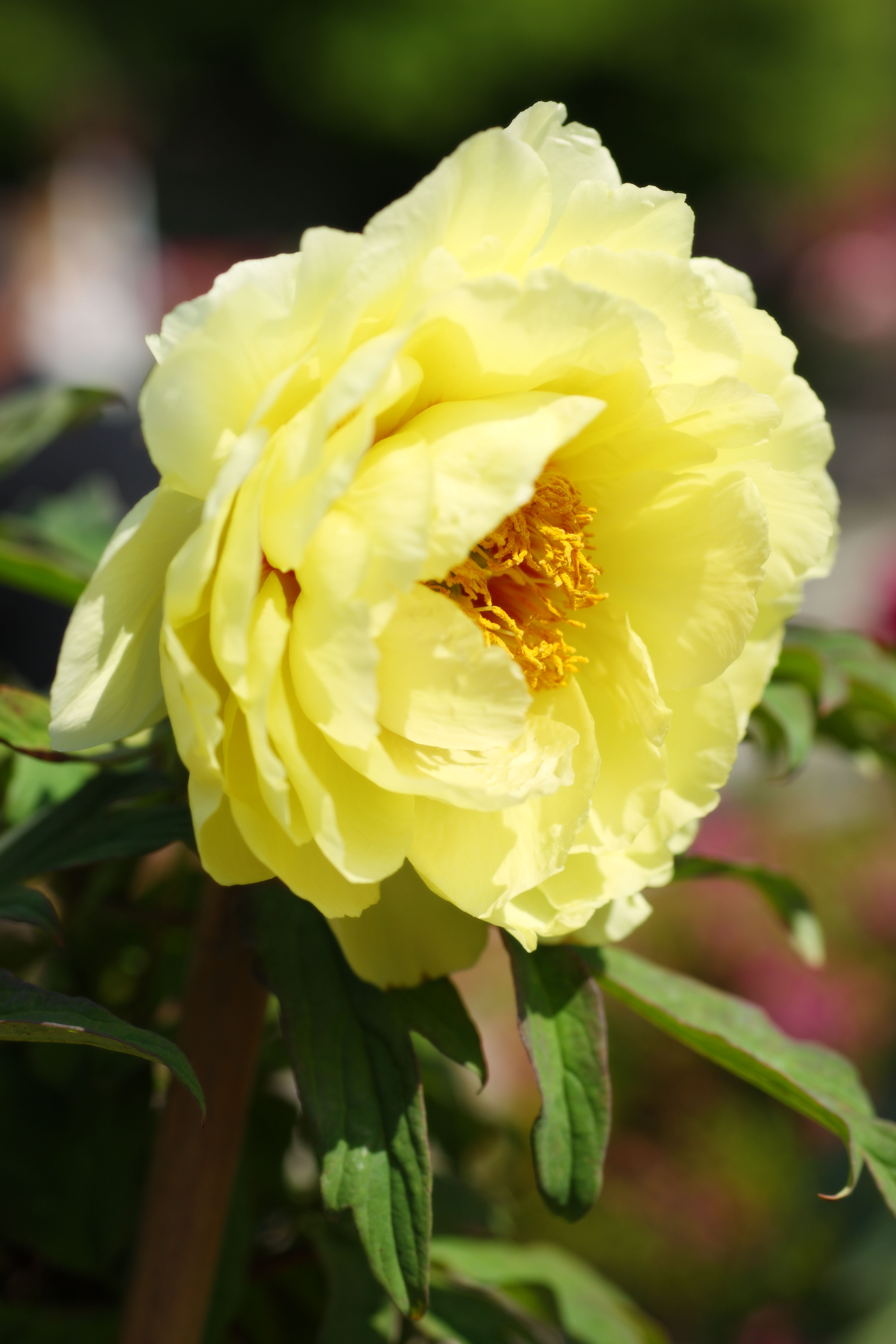 photo,material,free,landscape,picture,stock photo,Creative Commons,The peony of Hase-dera Temple, peony, button, , Mitera of the flower