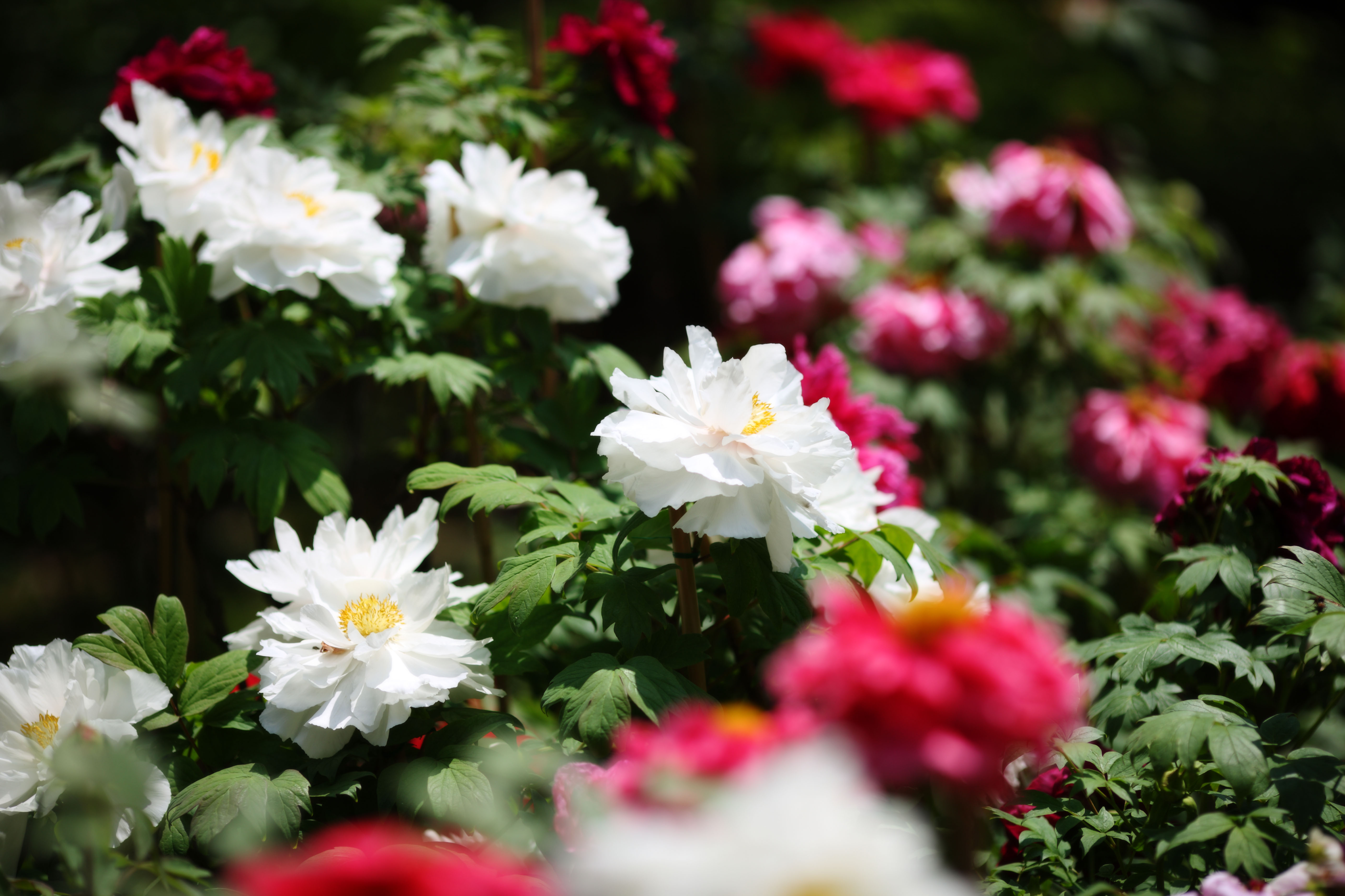 photo,material,free,landscape,picture,stock photo,Creative Commons,The peony of Hase-dera Temple, peony, button, , Mitera of the flower