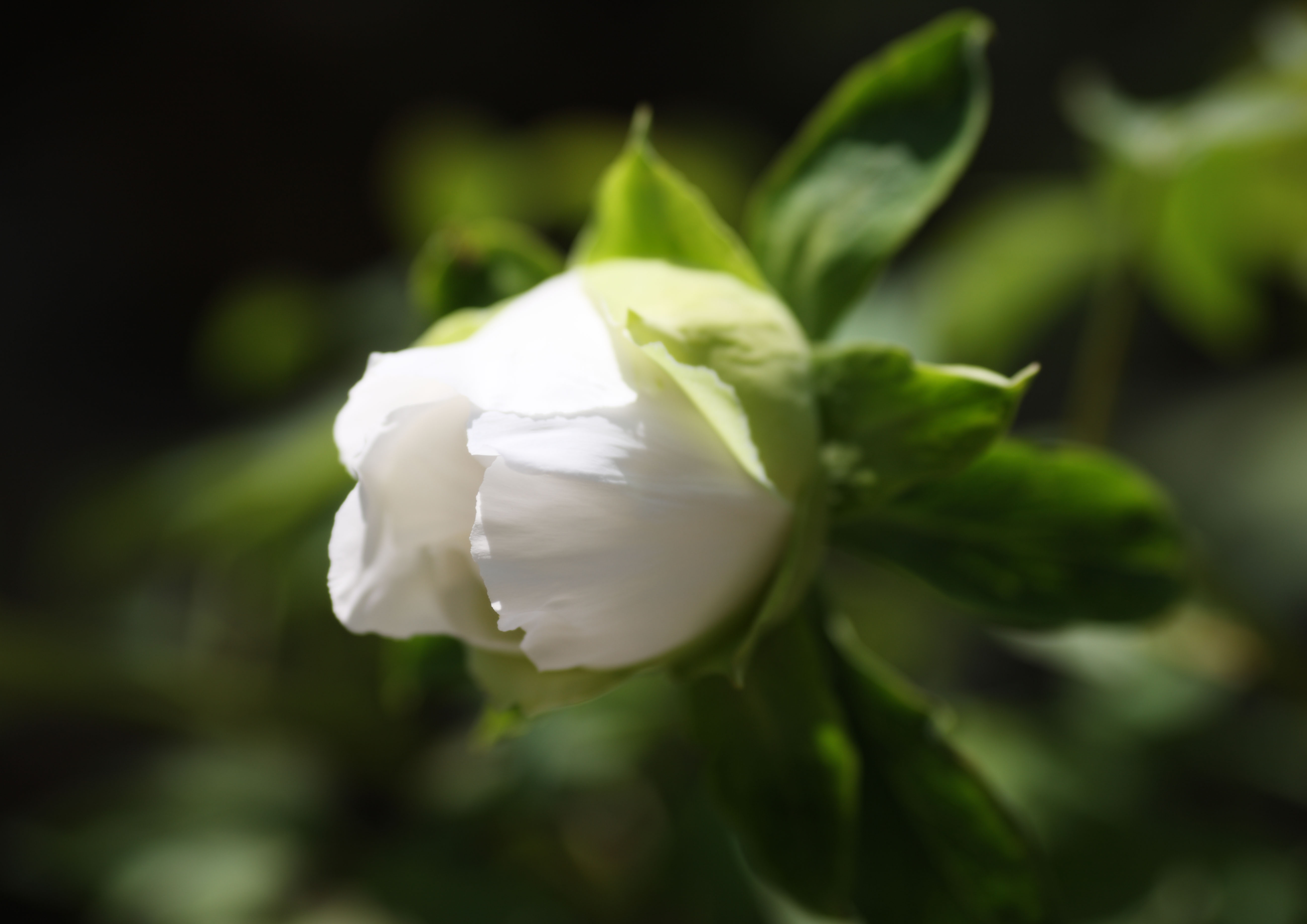 photo,material,free,landscape,picture,stock photo,Creative Commons,The peony of Hase-dera Temple, peony, button, , bud