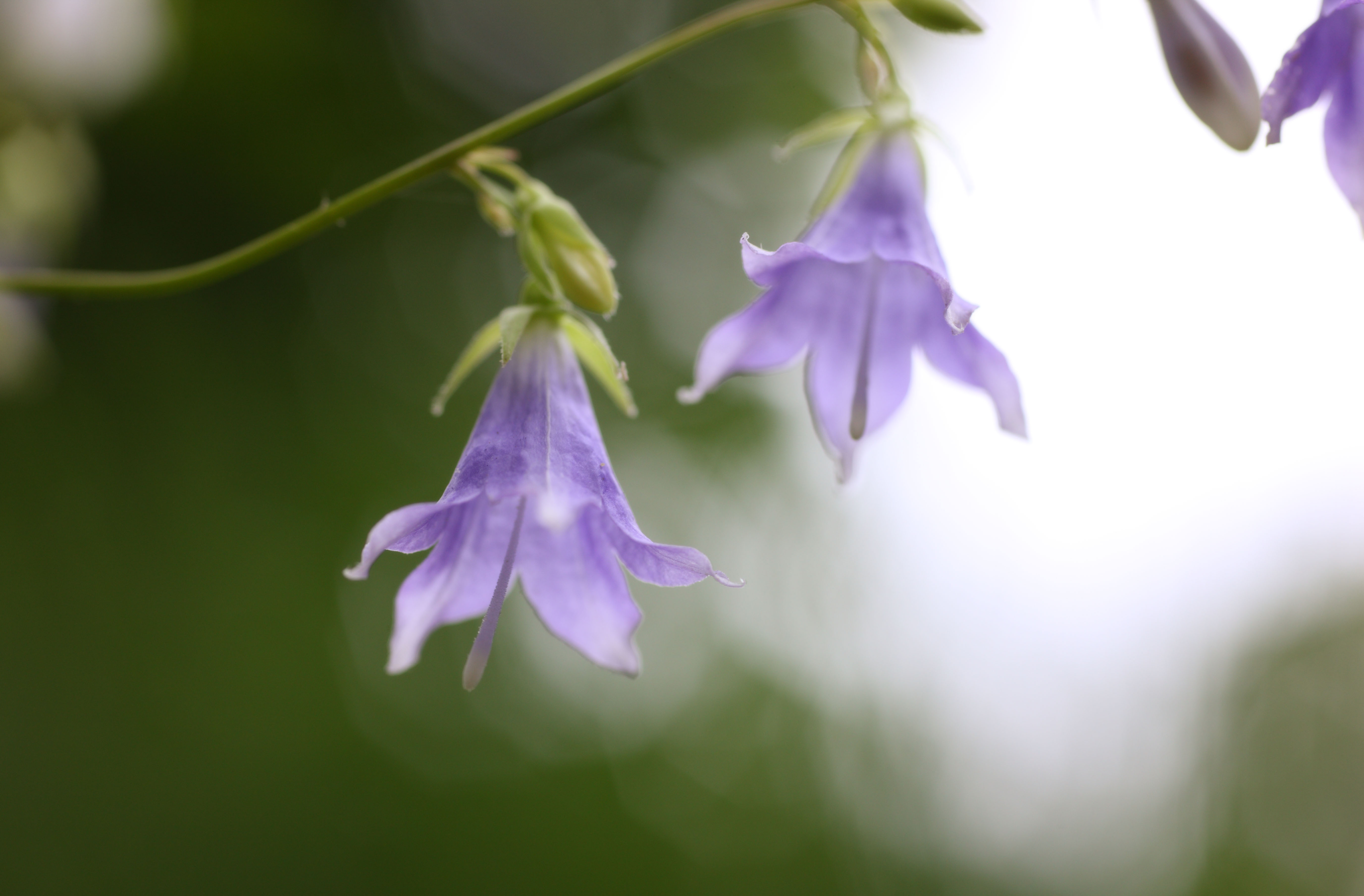 photo,material,free,landscape,picture,stock photo,Creative Commons,Adenophora remotiflora, petal, bellflower, flower of the summer, I am pretty