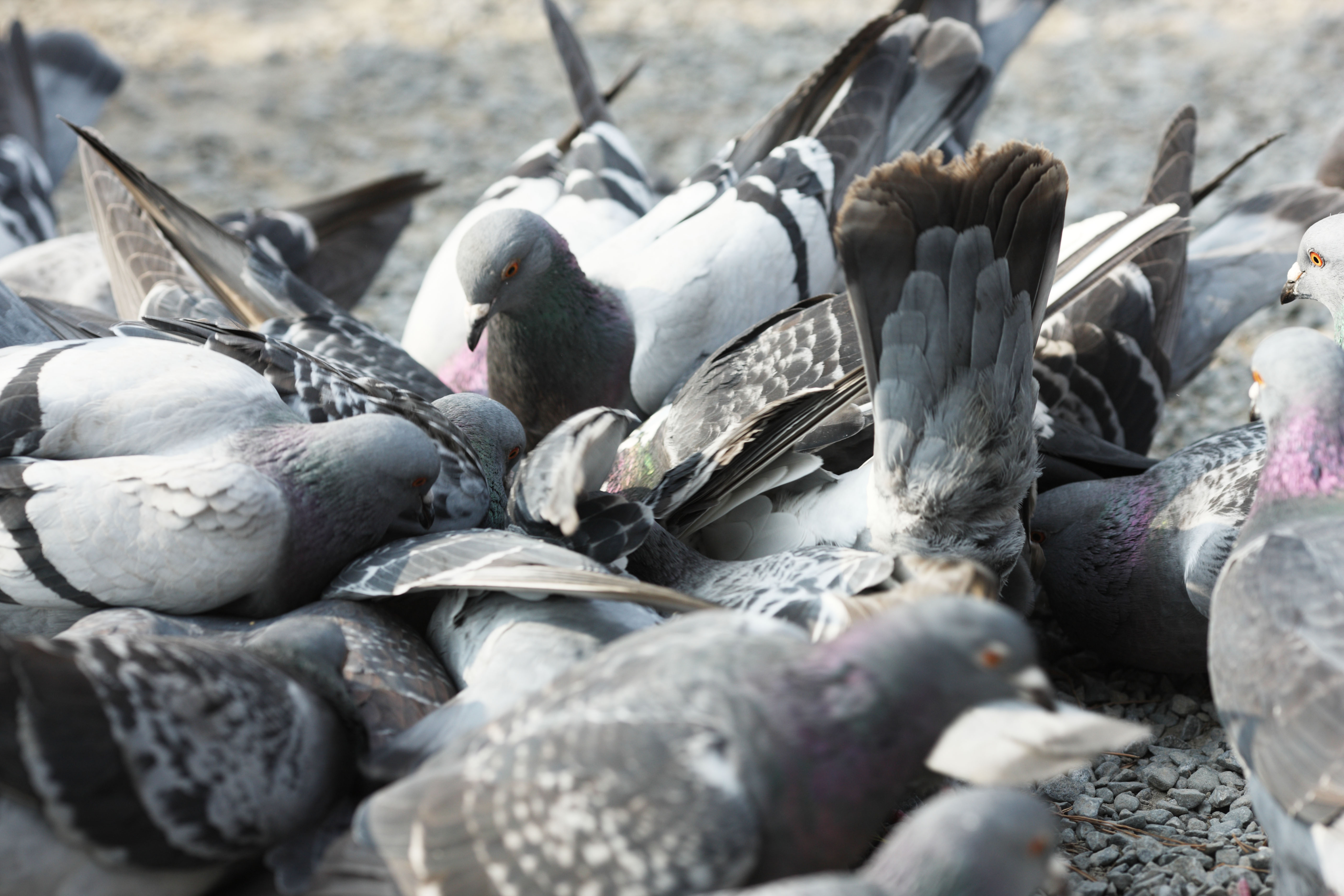 photo,material,free,landscape,picture,stock photo,Creative Commons,A flock of domestic pigeons, dove, , , wing