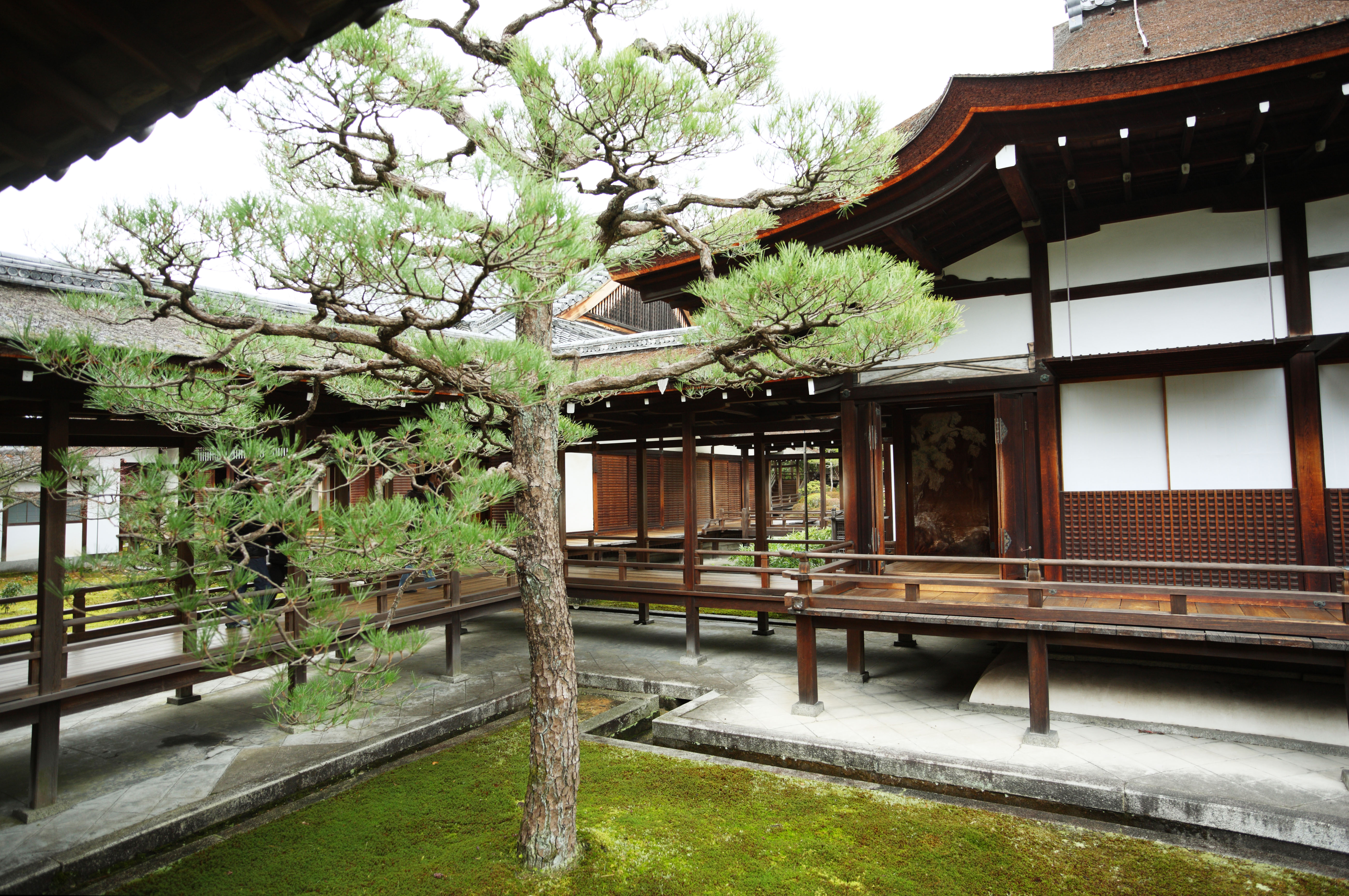 Foto, materiell, befreit, Landschaft, Bild, hat Foto auf Lager,Ninna-ji-Tempel Schienbein-Bau, Kiefer, Japanisch-Stilzimmer, Japanisch-Stilgebude, bedachter Durchgang, der Gebude in Verbindung bringt