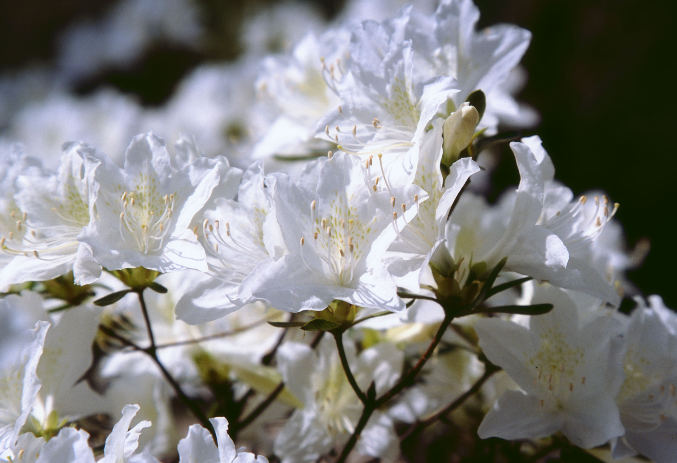 fotografia, material, livra, ajardine, imagine, proveja fotografia,Flores de azalia brancas, azalia, branco, , 