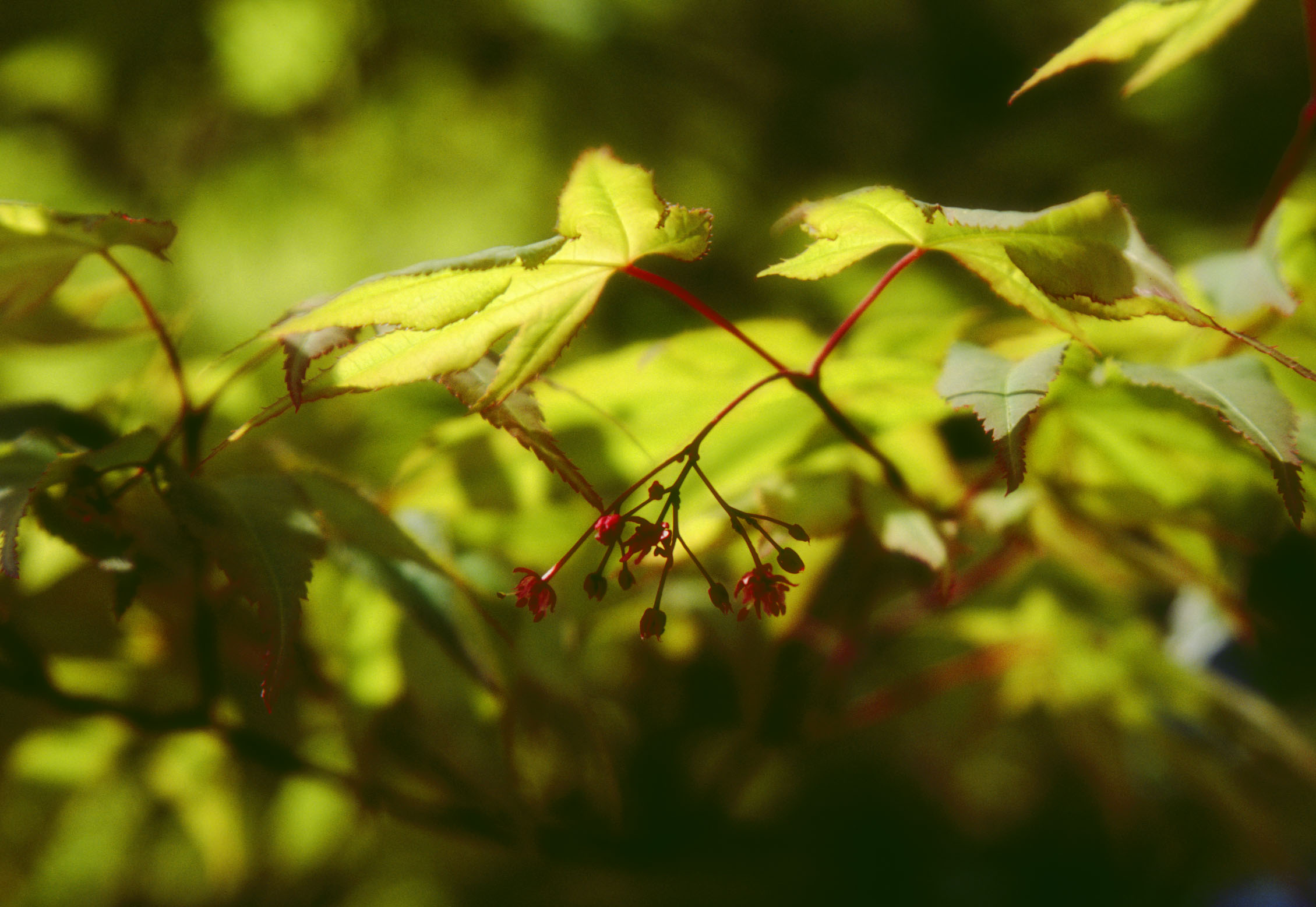 photo,material,free,landscape,picture,stock photo,Creative Commons,Maple flowers, tender green, , , 