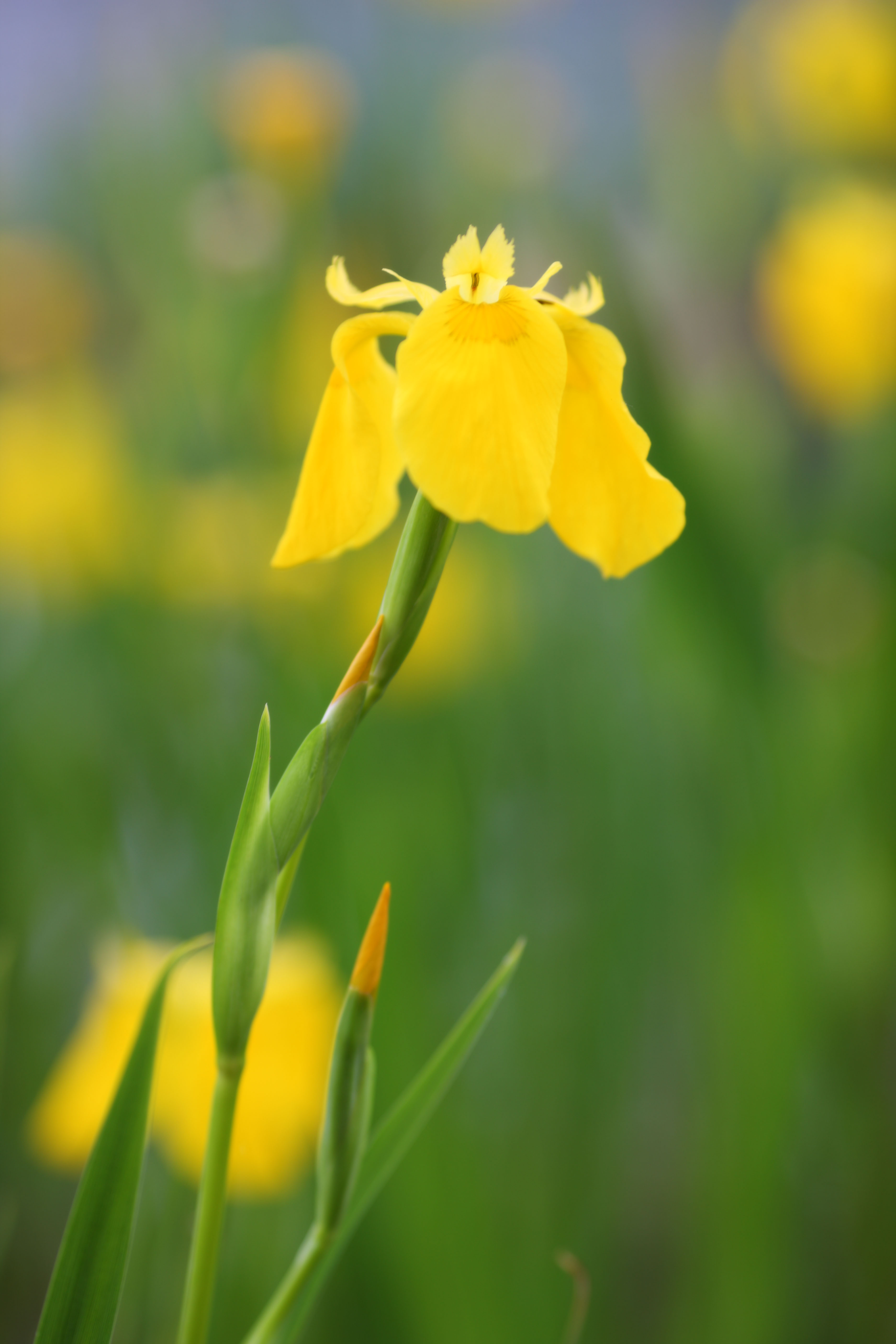 photo,material,free,landscape,picture,stock photo,Creative Commons,Iris pseudoacorus , sweet flag, An iris, , Yellow