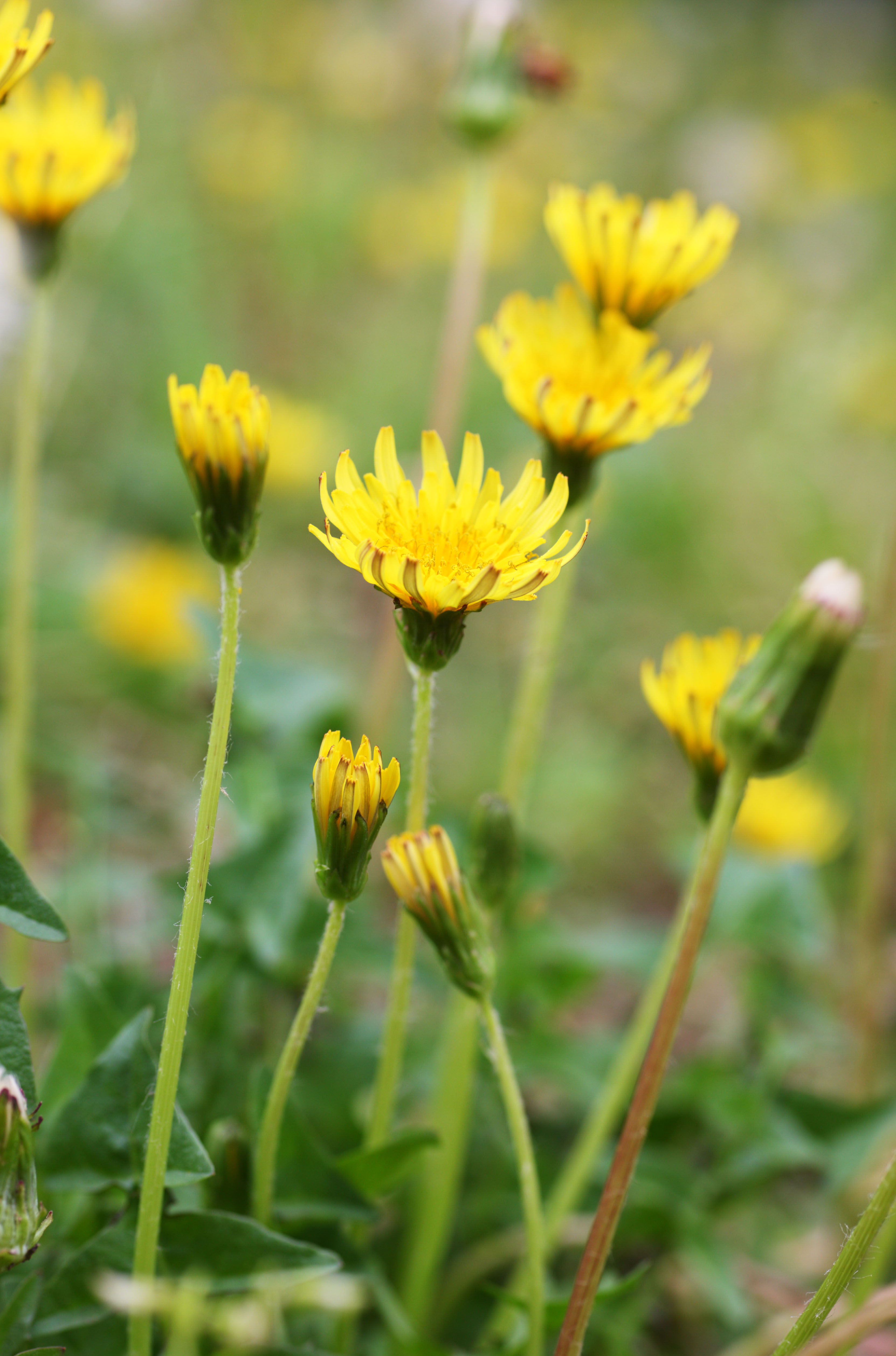 ,,, ,,,  .,   ., ,   ,    snakeroot coltsfoot.