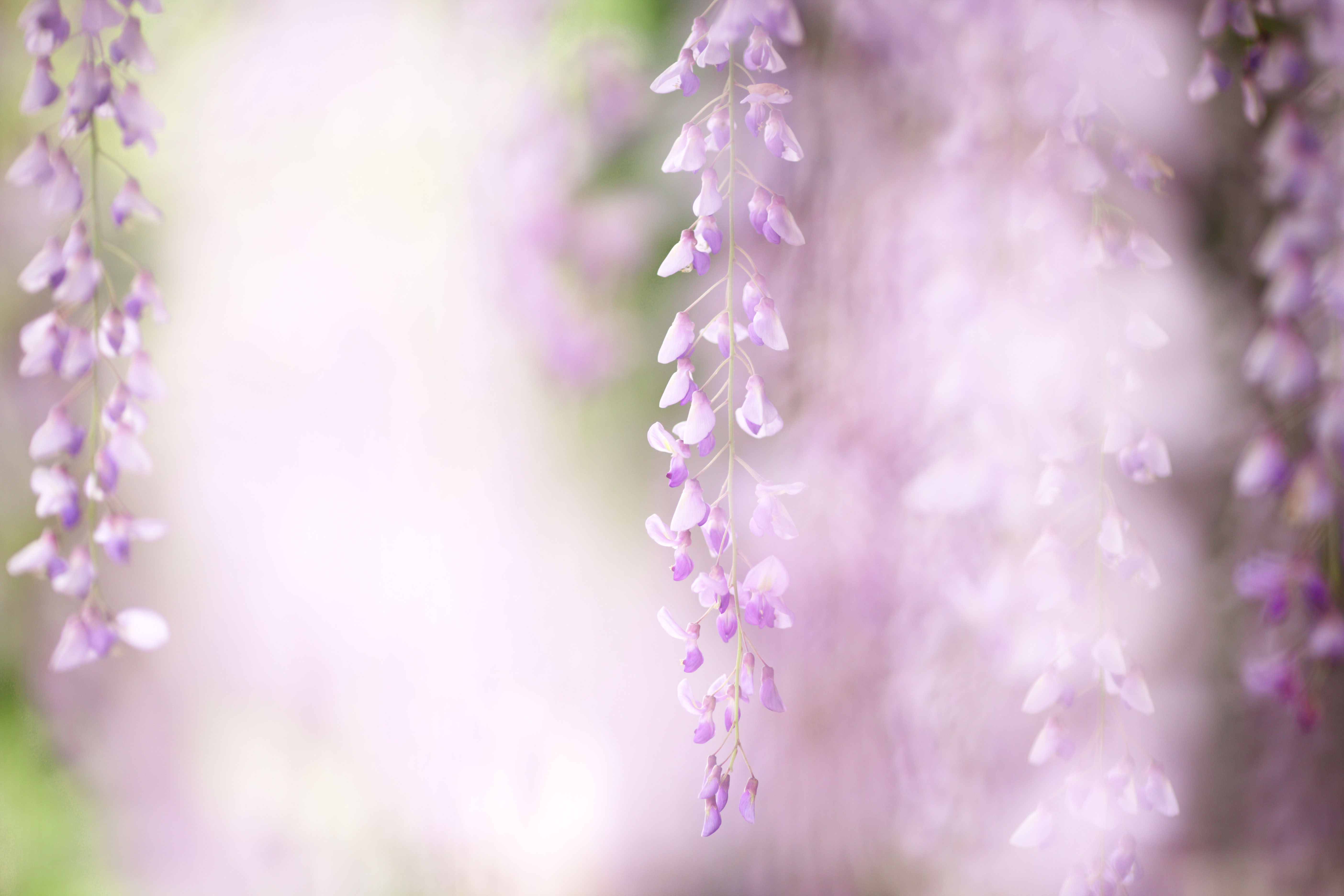 photo,material,free,landscape,picture,stock photo,Creative Commons,The wisteria trellis of Byodo-in Temple, Purple, , Japanese wistaria, 
