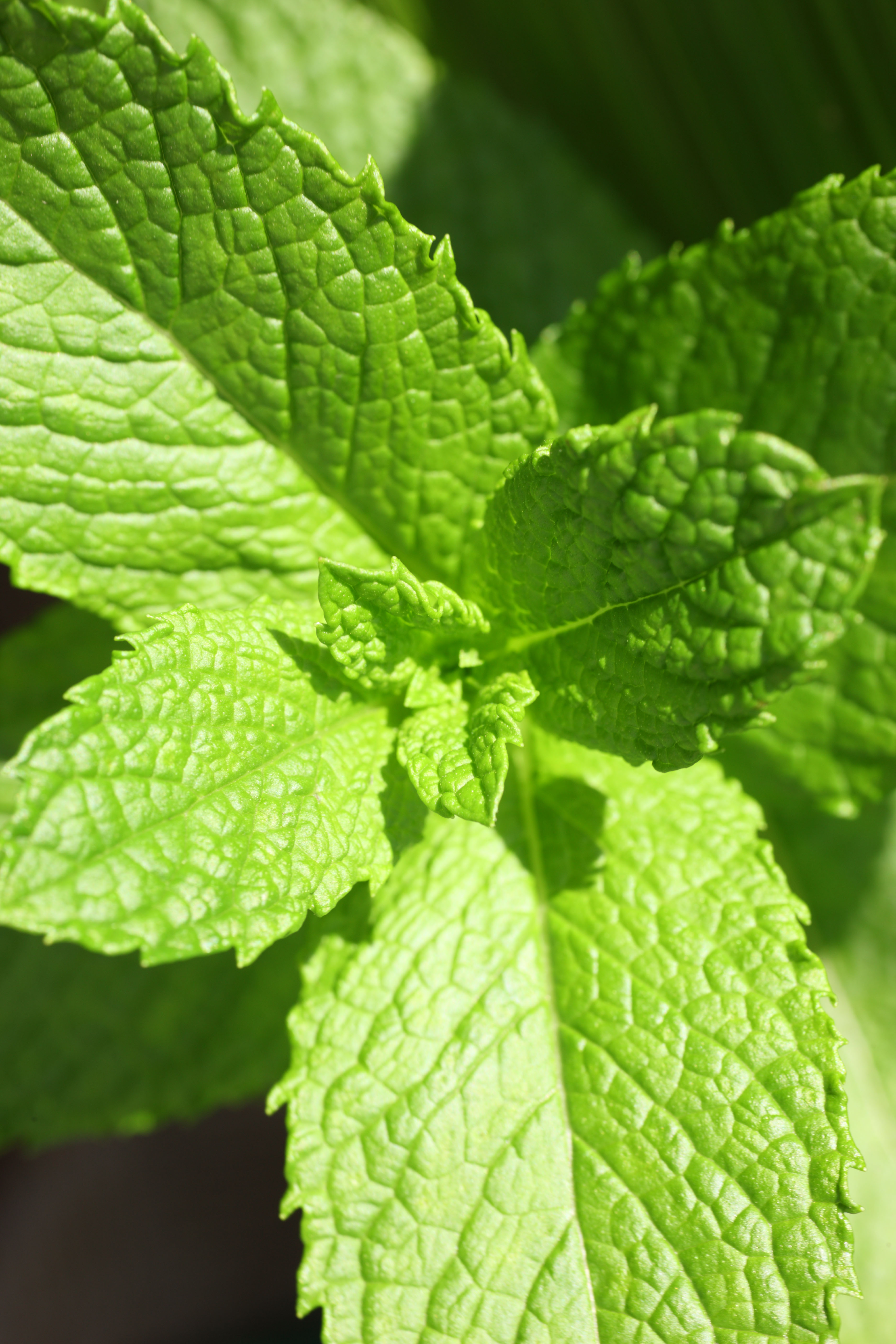 foto,tela,gratis,paisaje,fotografa,idea,El botn del caramelo de menta, Herb, Hoja, Especia, Dulces