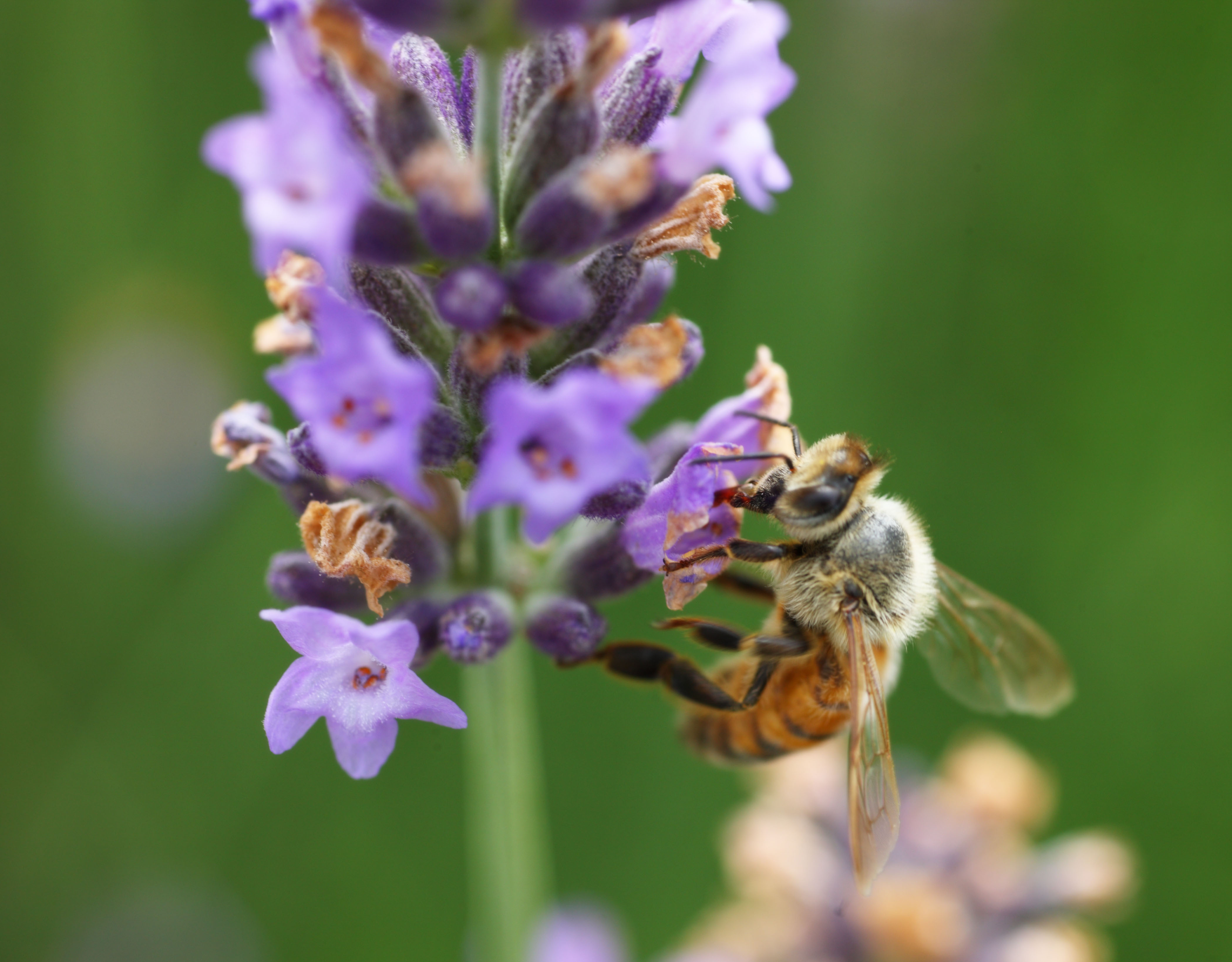 Foto, materiell, befreit, Landschaft, Bild, hat Foto auf Lager,Es ist eine Biene zu einem Lavendel, Biene, , , Lavendel