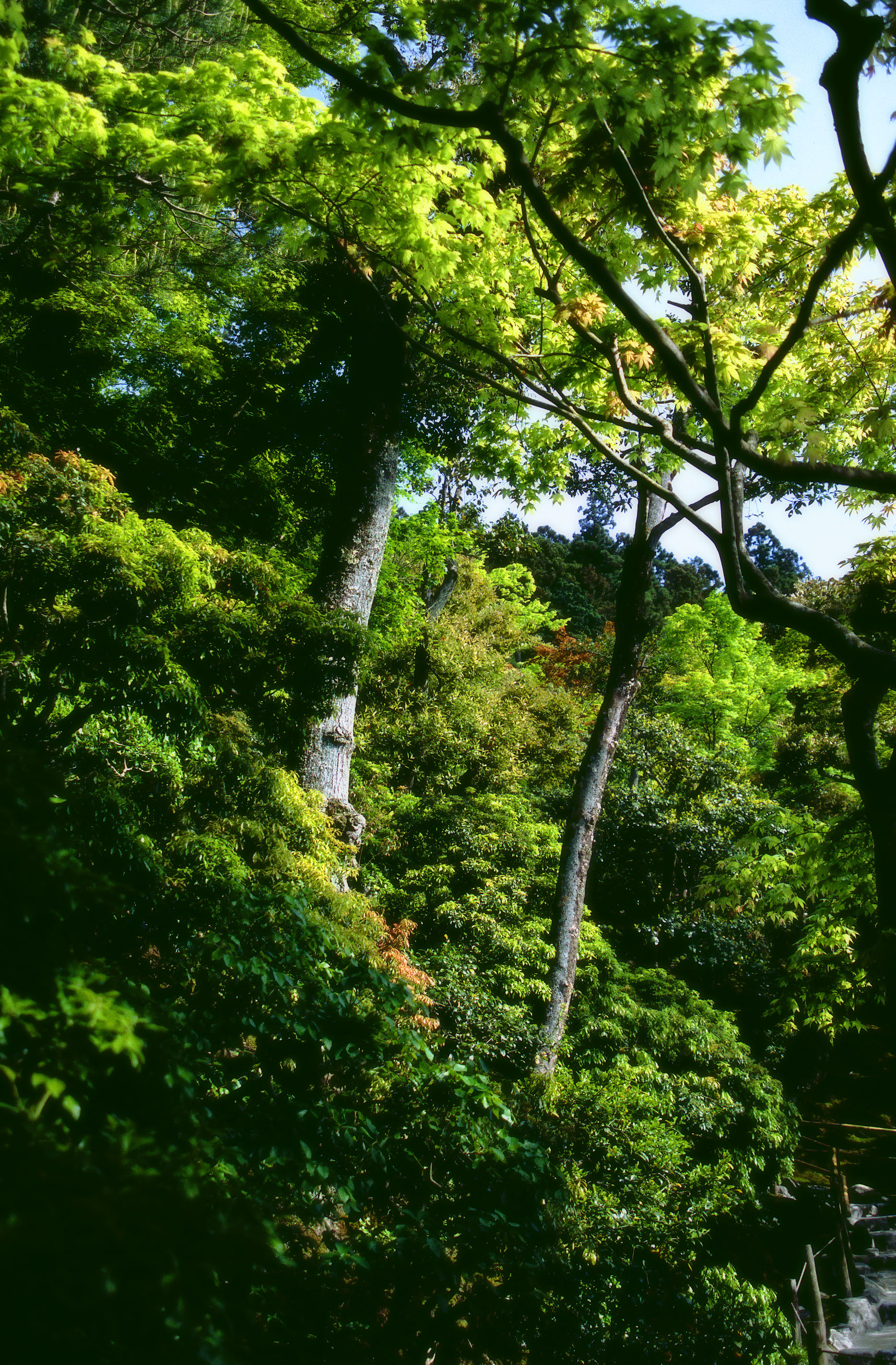 fotografia, materiale, libero il panorama, dipinga, fotografia di scorta,Brillante verde tenero, Ginkakuji, albero, , 