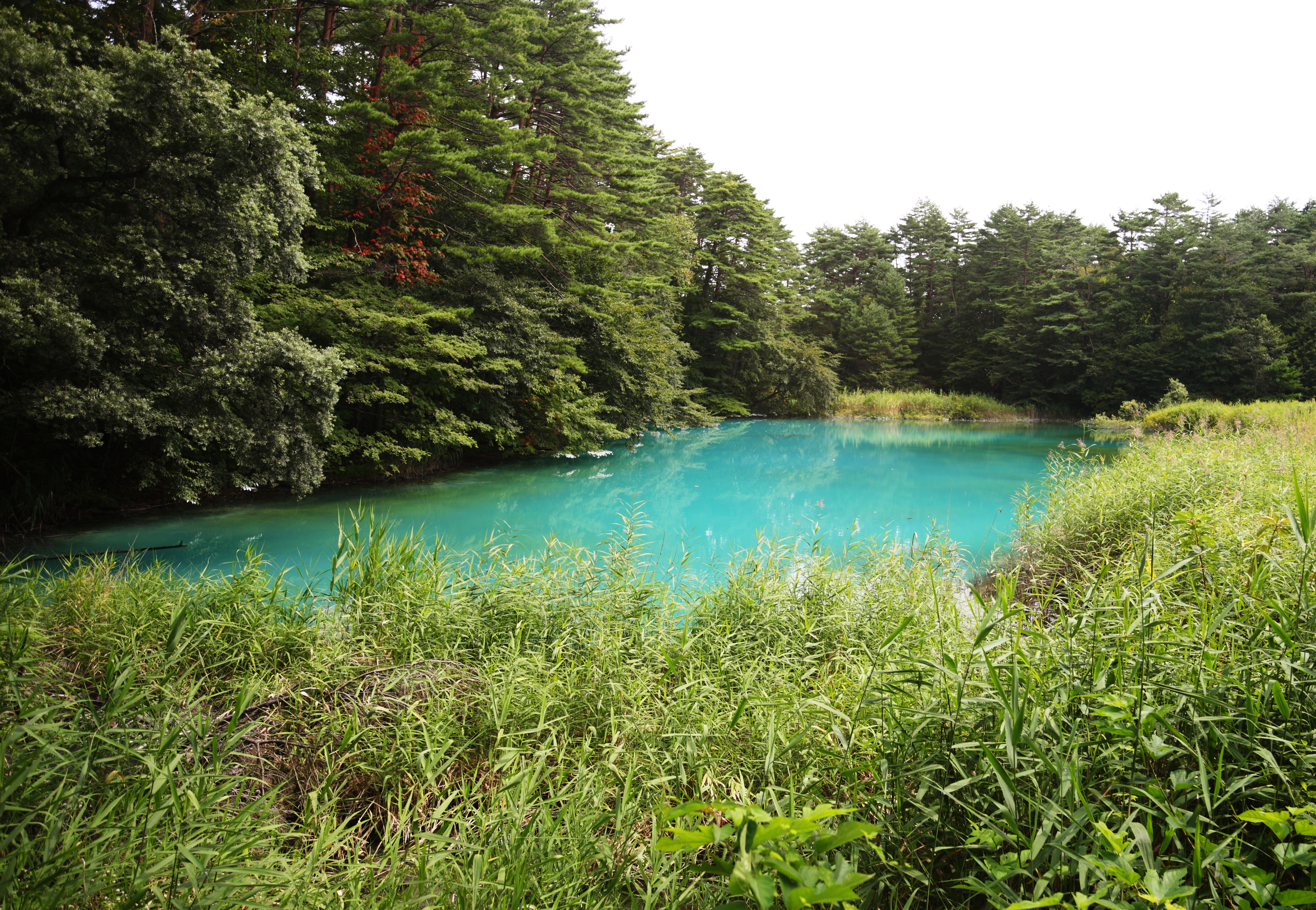 photo,material,free,landscape,picture,stock photo,Creative Commons,Aonuma, forest, pond, Azure blue, Mt. Bandai-san