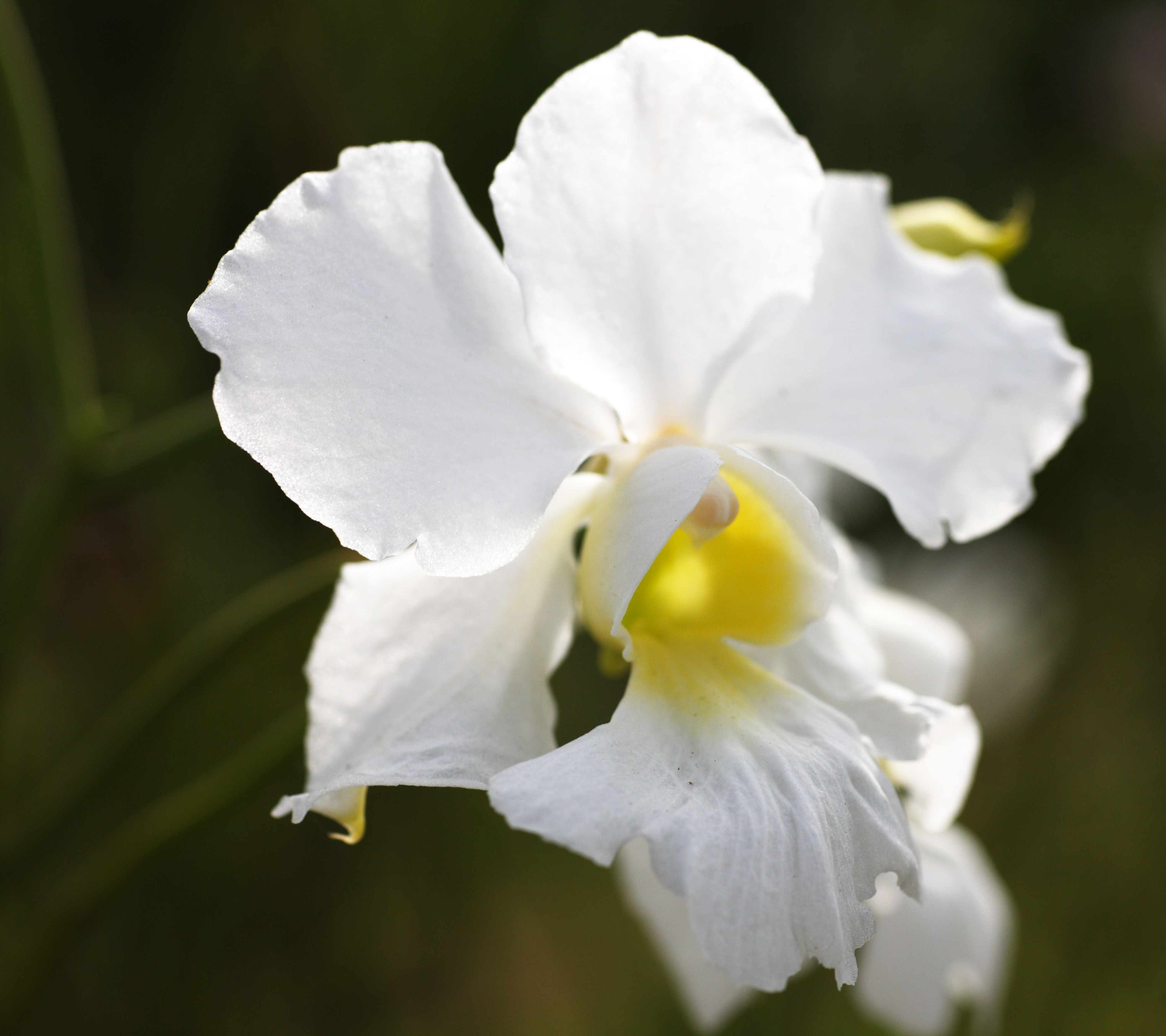 photo,material,free,landscape,picture,stock photo,Creative Commons,A white orchid, An orchid, , petal, I am gorgeous