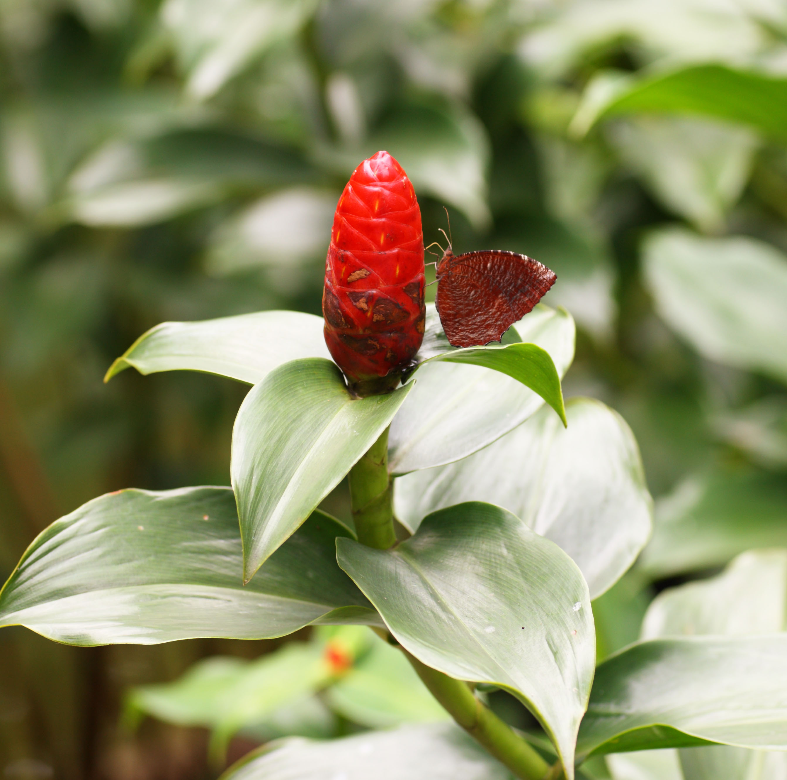 photo,material,free,landscape,picture,stock photo,Creative Commons,A flower of the ginger, flower of the ginger, butterfly, tropical plant, Red