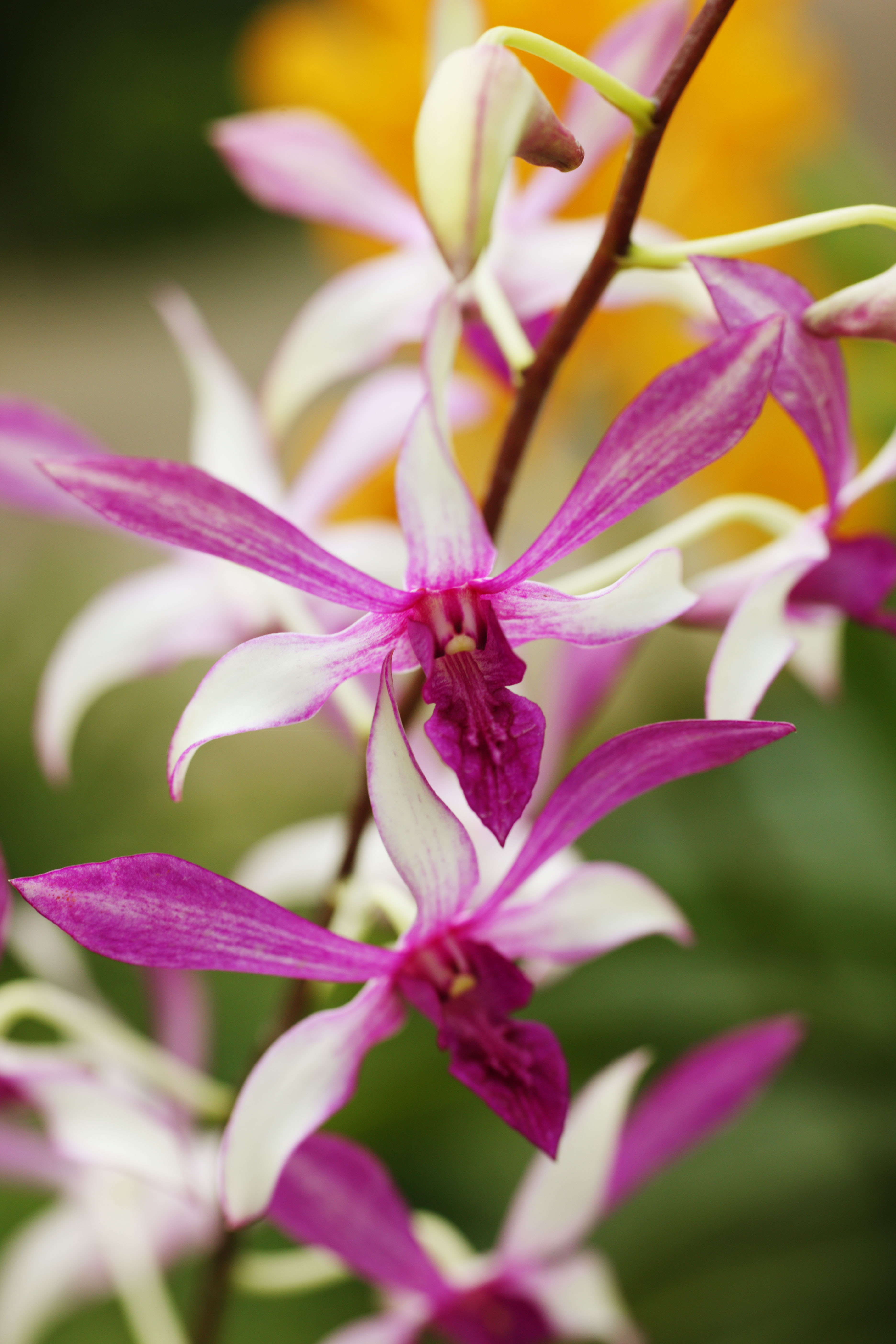 photo,material,free,landscape,picture,stock photo,Creative Commons,A pink orchid, An orchid, , , I am luxurious