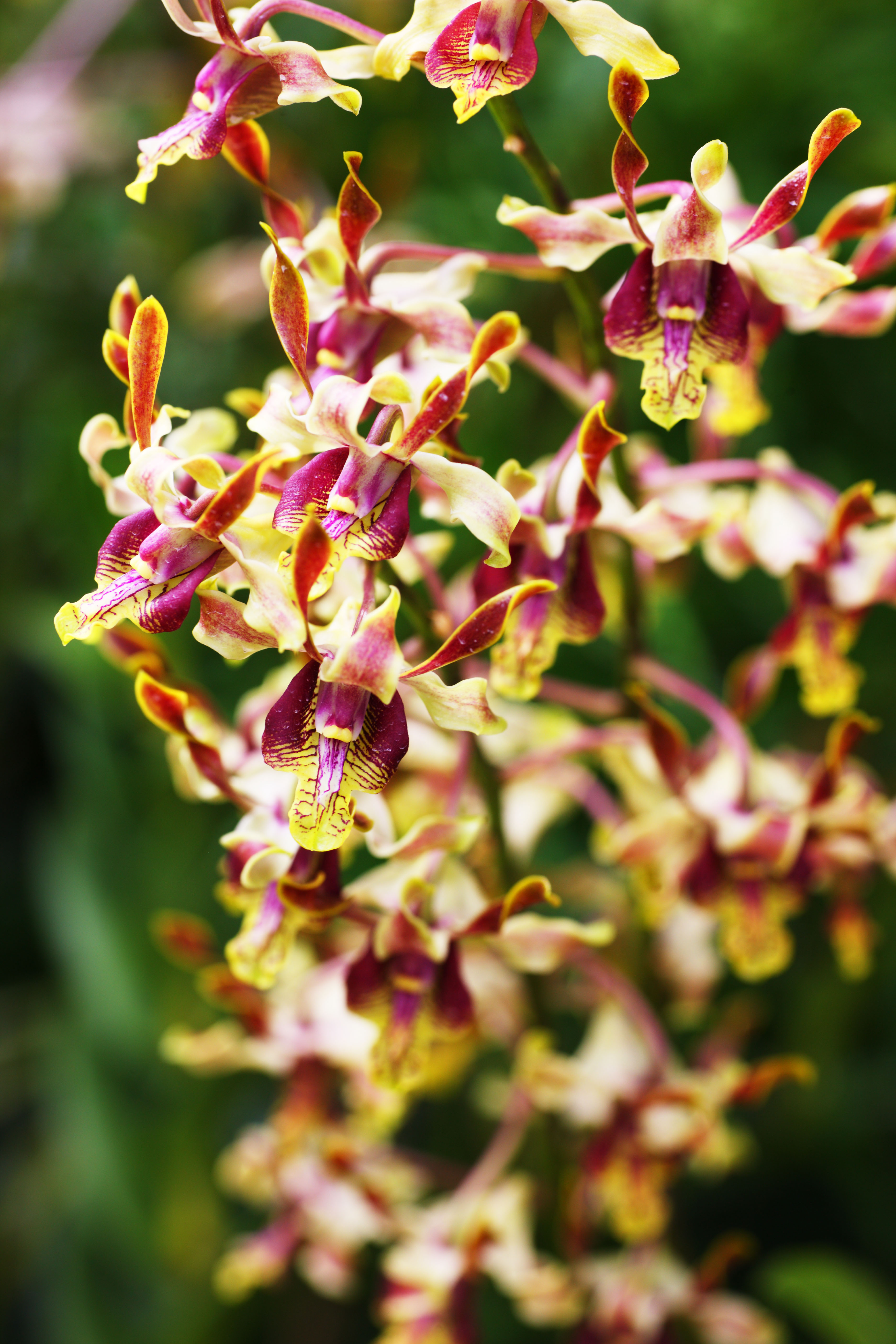photo,material,free,landscape,picture,stock photo,Creative Commons,A yellow orchid, An orchid, , , I am luxurious