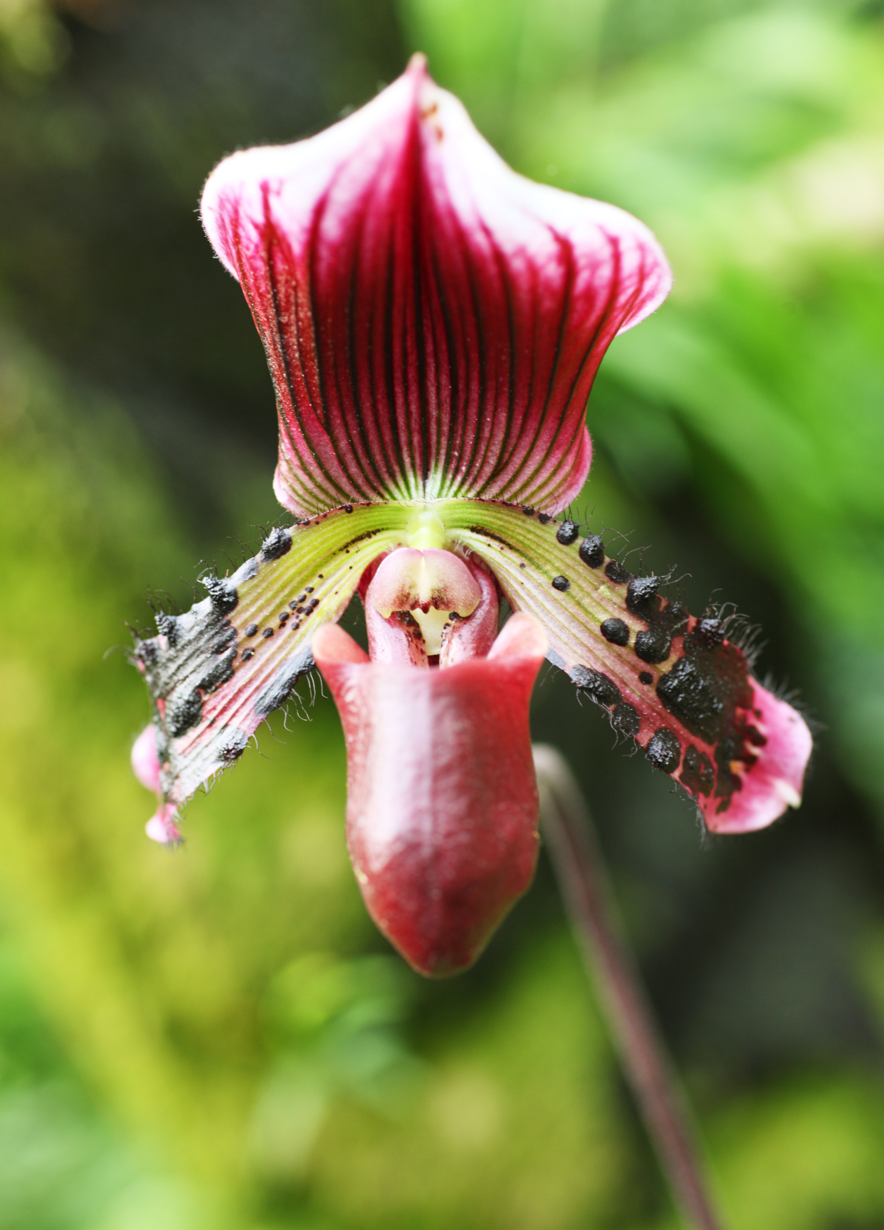 photo,material,free,landscape,picture,stock photo,Creative Commons,Paphiopedilum, An orchid, , , I am luxurious