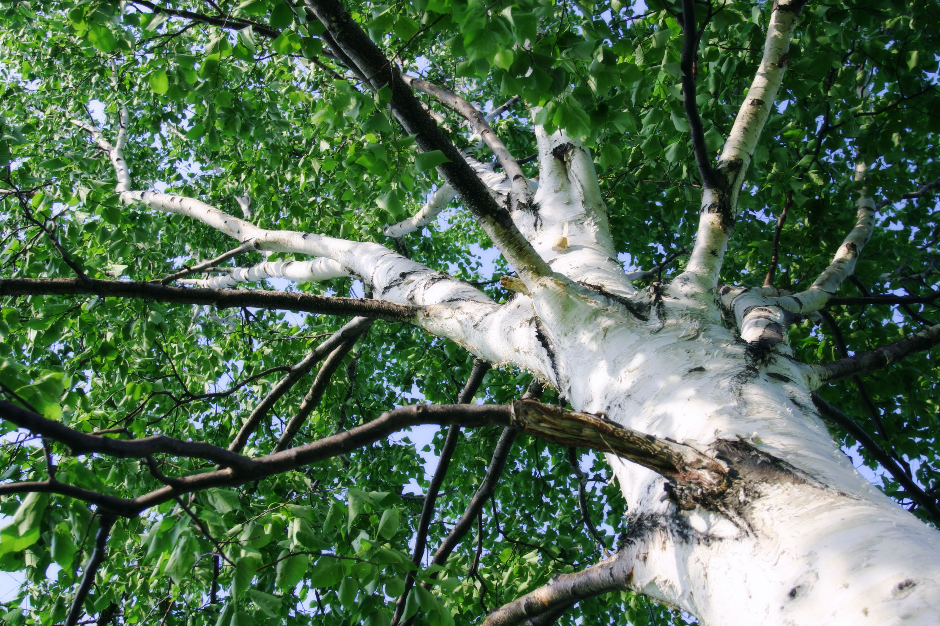 fotografia, materiale, libero il panorama, dipinga, fotografia di scorta,Abbaio di un albero di frusta, Hitsujigaoka, albero, frusta, 