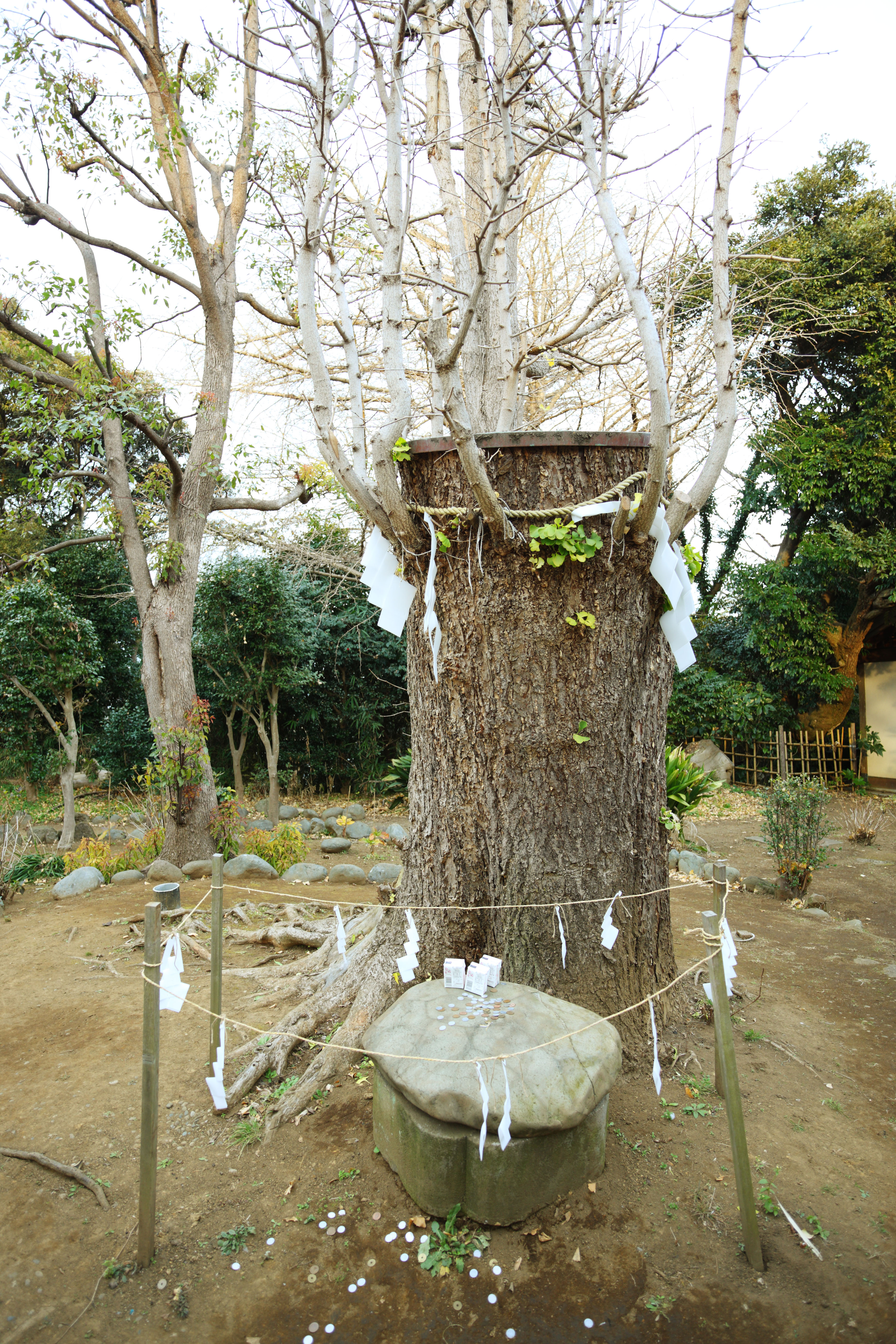 foto,tela,gratis,paisaje,fotografa,idea,Santuario de Okutsu del santuario de Eshima, Prevencin en contra del mal, Carapace de una cima de tortuga, , rbol de maidenhair grande