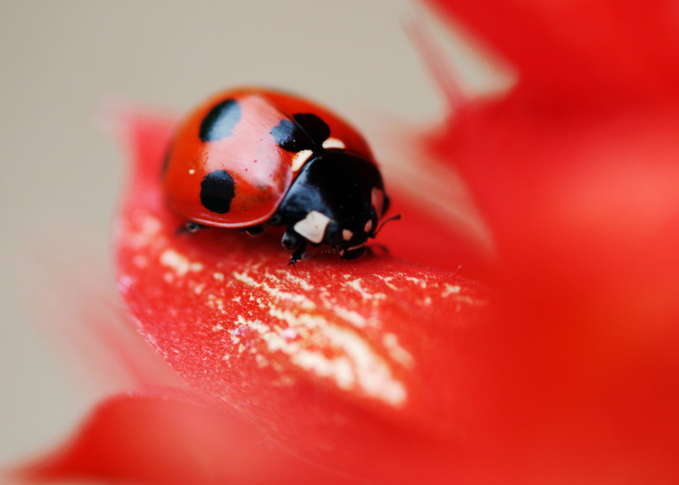 , , , , ,  .,ladybug., Furano, , , ladybug