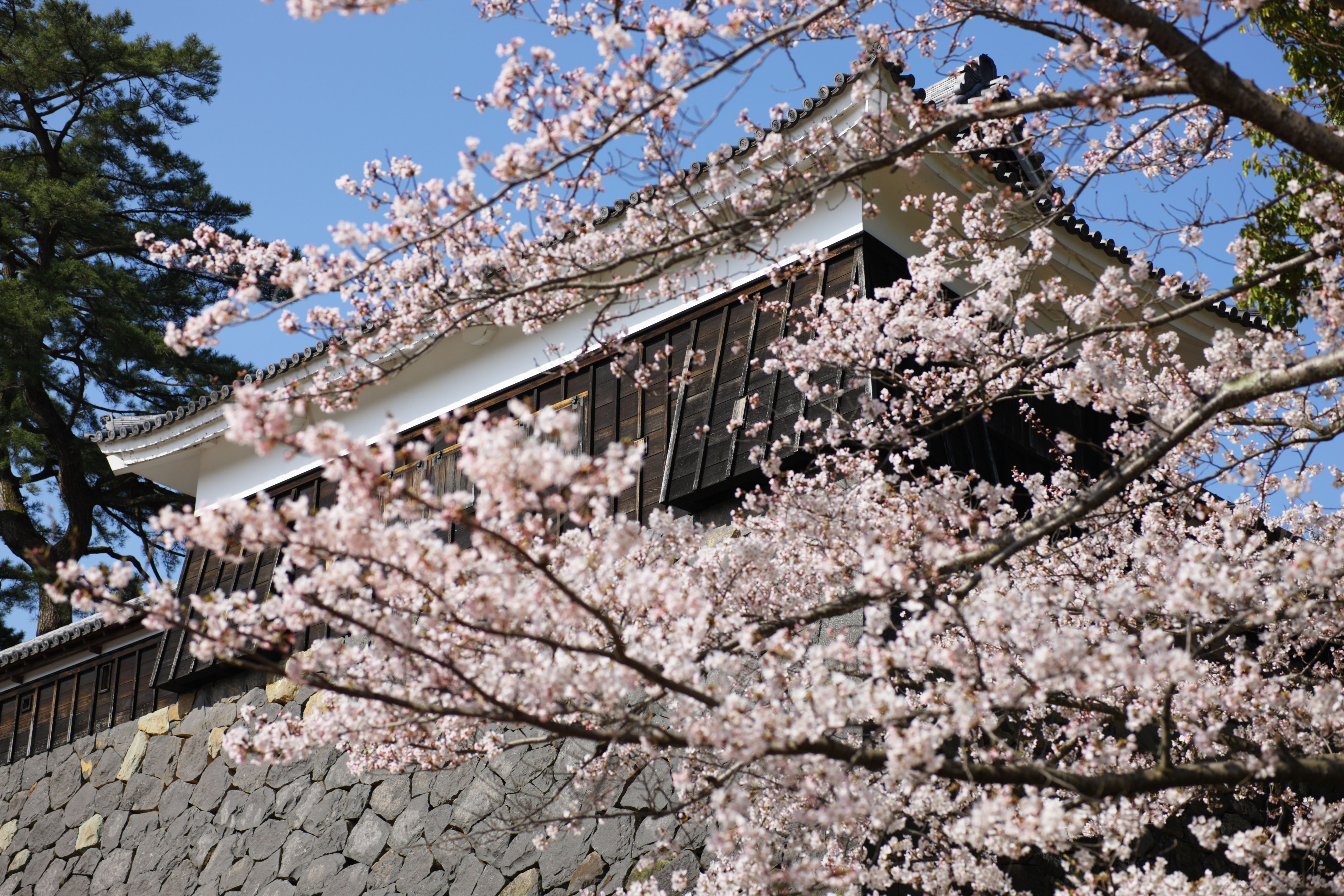 photo,material,free,landscape,picture,stock photo,Creative Commons,A Matsue-jo Castle drum oar, cherry tree, The plaster, castle, Ishigaki