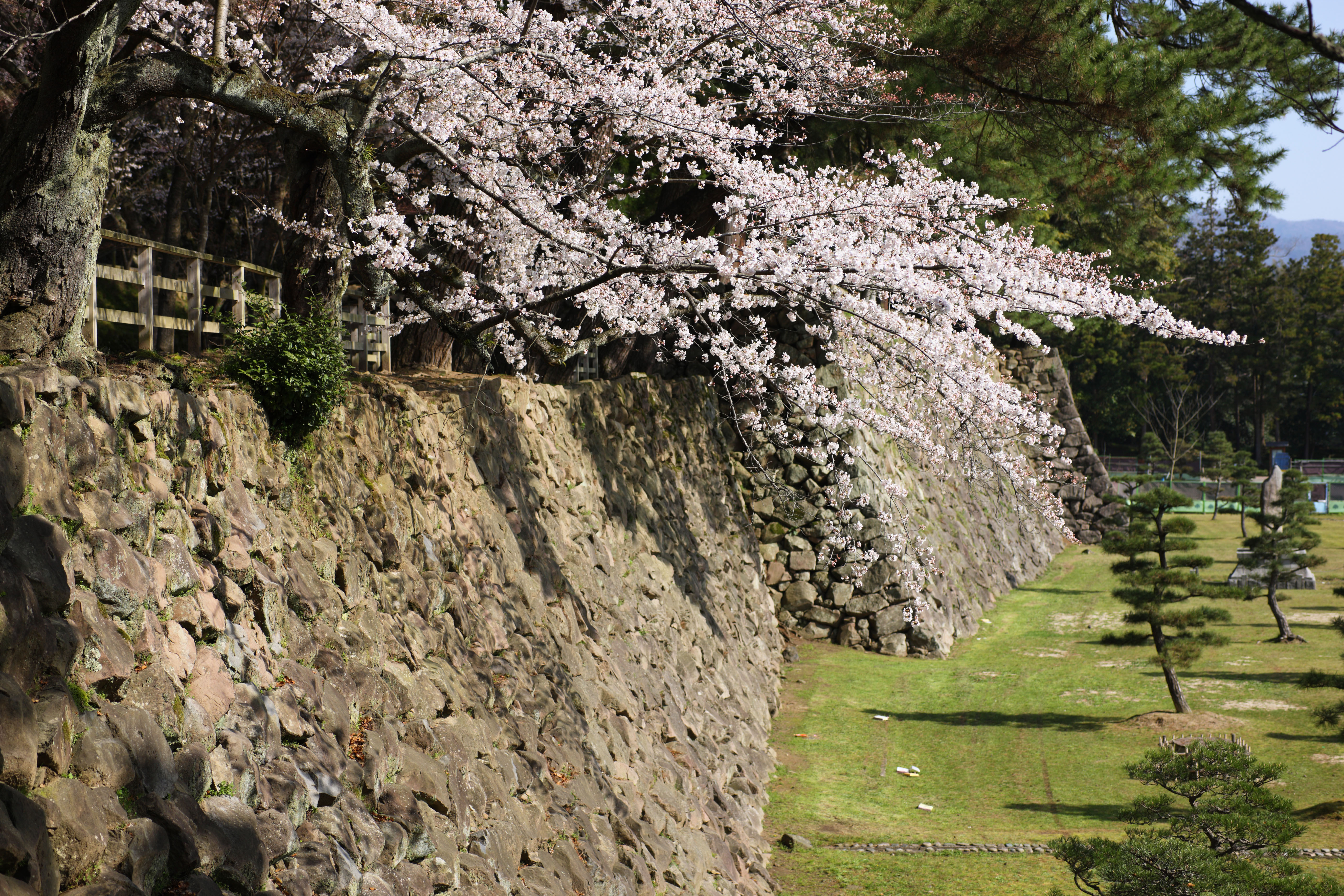 photo,material,free,landscape,picture,stock photo,Creative Commons,Matsue-jo Castle, cherry tree, Piling-stones, castle, Ishigaki
