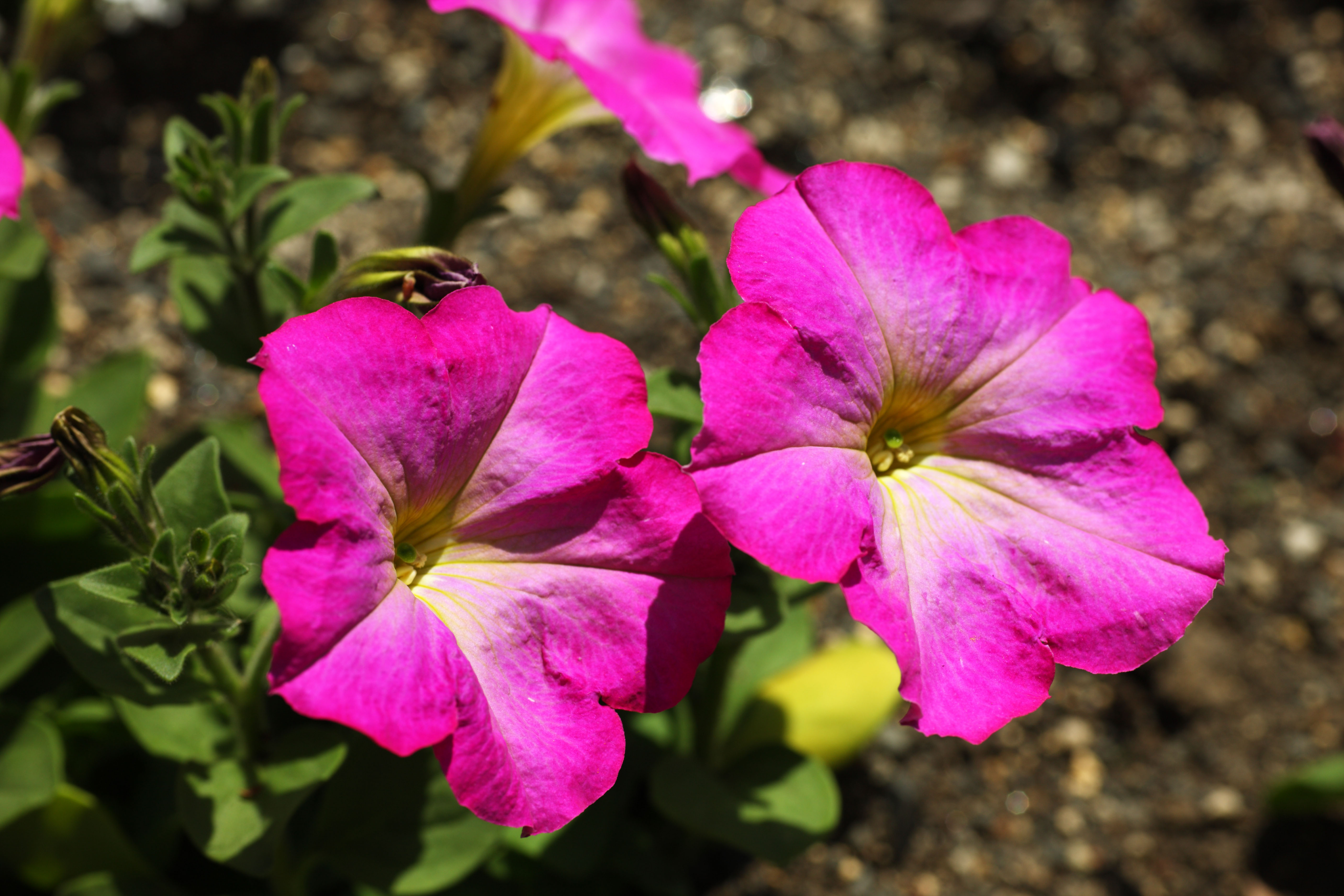 photo,material,free,landscape,picture,stock photo,Creative Commons,A petunia, Gardening, petunia, Pink, 