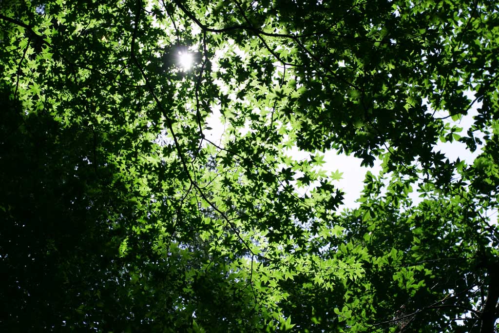photo,material,free,landscape,picture,stock photo,Creative Commons,New green canopy, leave, transmitted light, tender green, sun