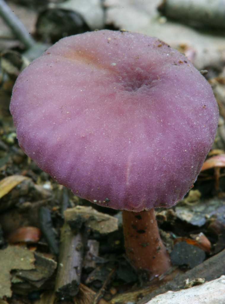 , , , , ,  .,., , fungus, mushroom,  