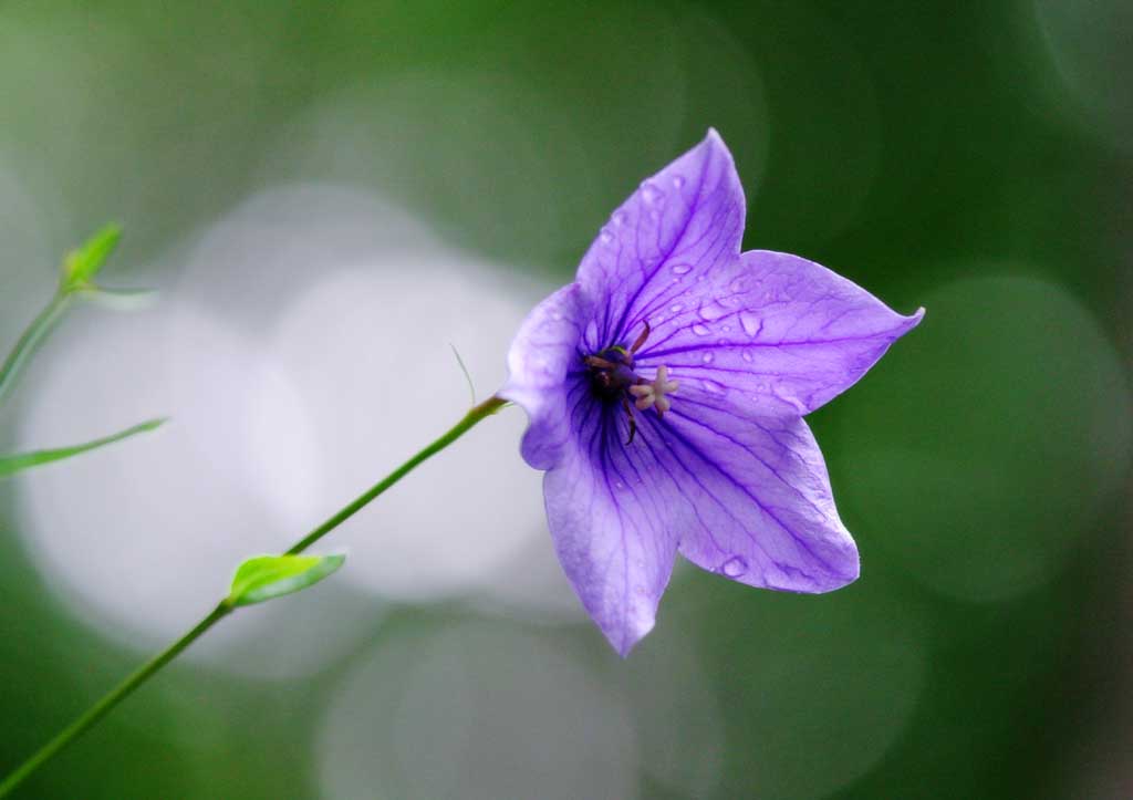 photo,material,free,landscape,picture,stock photo,Creative Commons,Baloonflower, balloonflower, , dew, blue