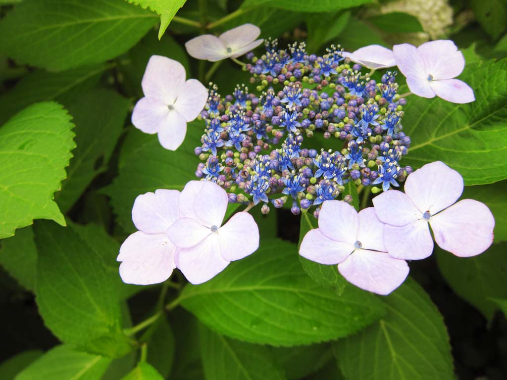 photo,material,free,landscape,picture,stock photo,Creative Commons,Hydrangea macrophylla, , , , 