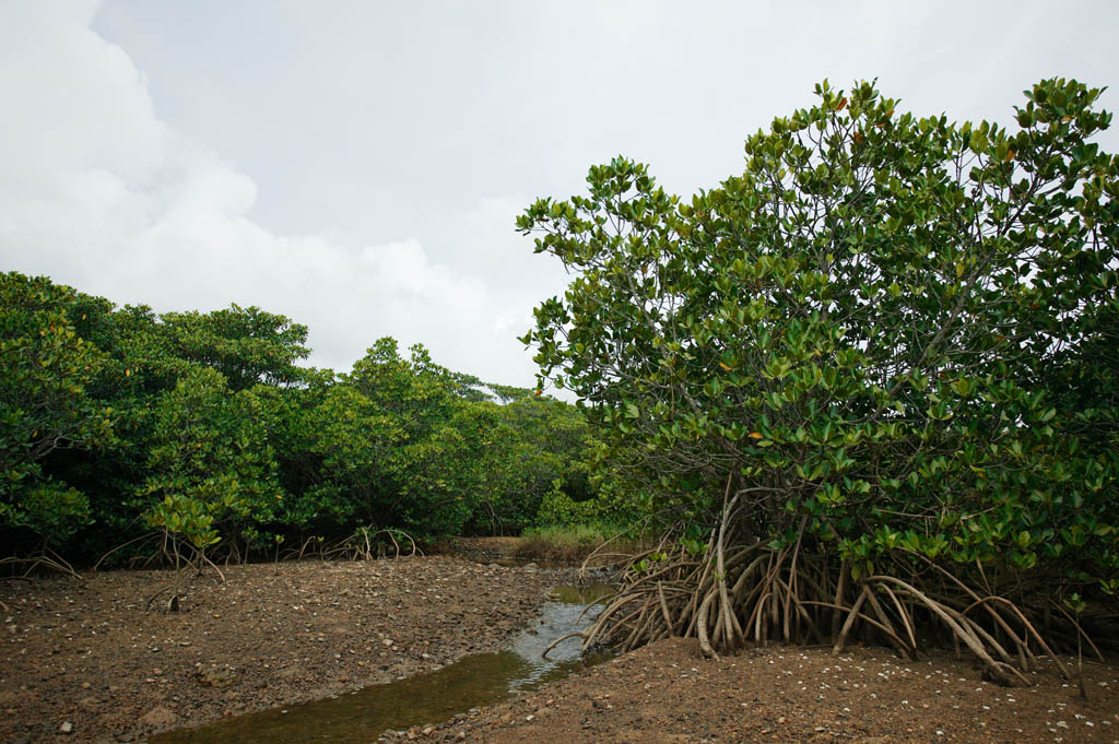 , , , , ,  ., mangrove., mangrove, , fiddler crab, tideland