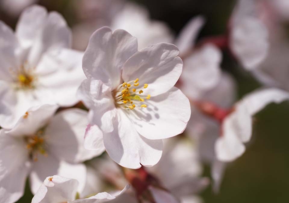 fotografia, material, livra, ajardine, imagine, proveja fotografia,Umas flores de rvore de cereja, rvore de cereja, , , Yoshino cereja rvore