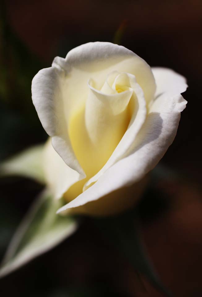 ゆんフリー写真素材集 No 2552 白いバラ 日本 奈良
