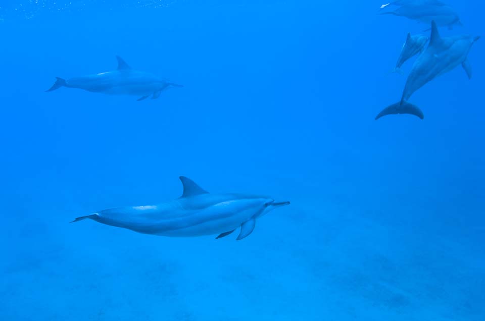 ゆんフリー写真素材集 No 2815 イルカの群れ アメリカ ハワイ
