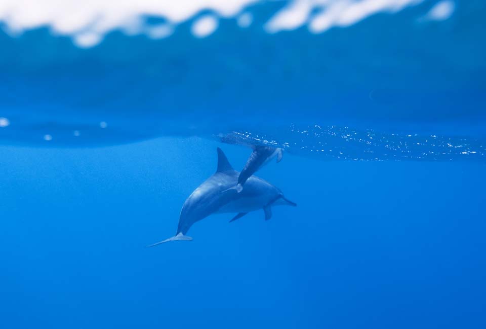 ゆんフリー写真素材集 No 2818 イルカの群れ アメリカ ハワイ