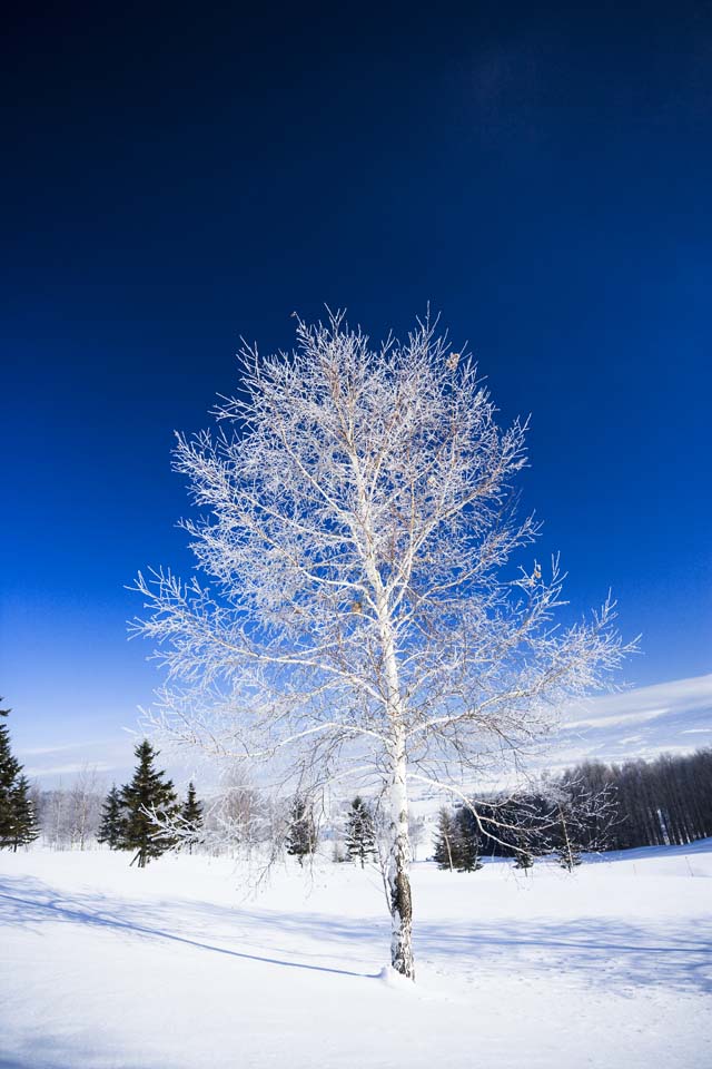 photo,material,free,landscape,picture,stock photo,Creative Commons,The rime on trees and a blue sky, blue sky, The rime on trees, snowy field, white birch
