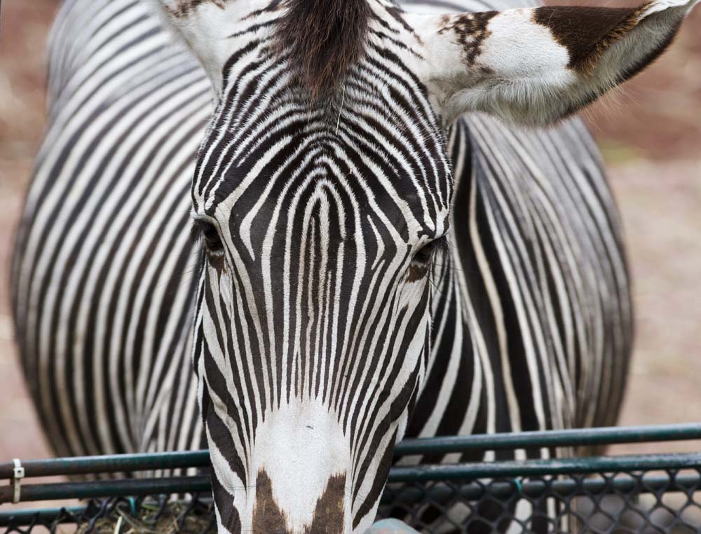 photo,material,free,landscape,picture,stock photo,Creative Commons,A zebra, An island horse, zebra, grazing animal, The mane