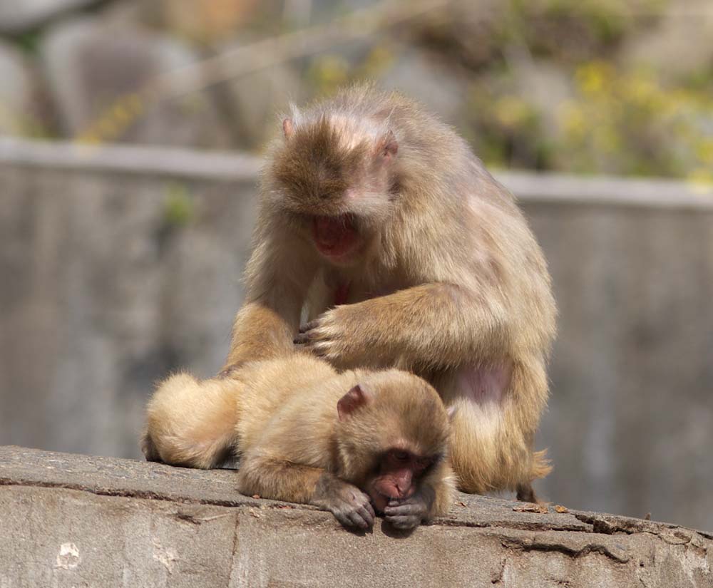 ゆんフリー写真素材集 No 3447 猿の毛づくろい 日本 東京