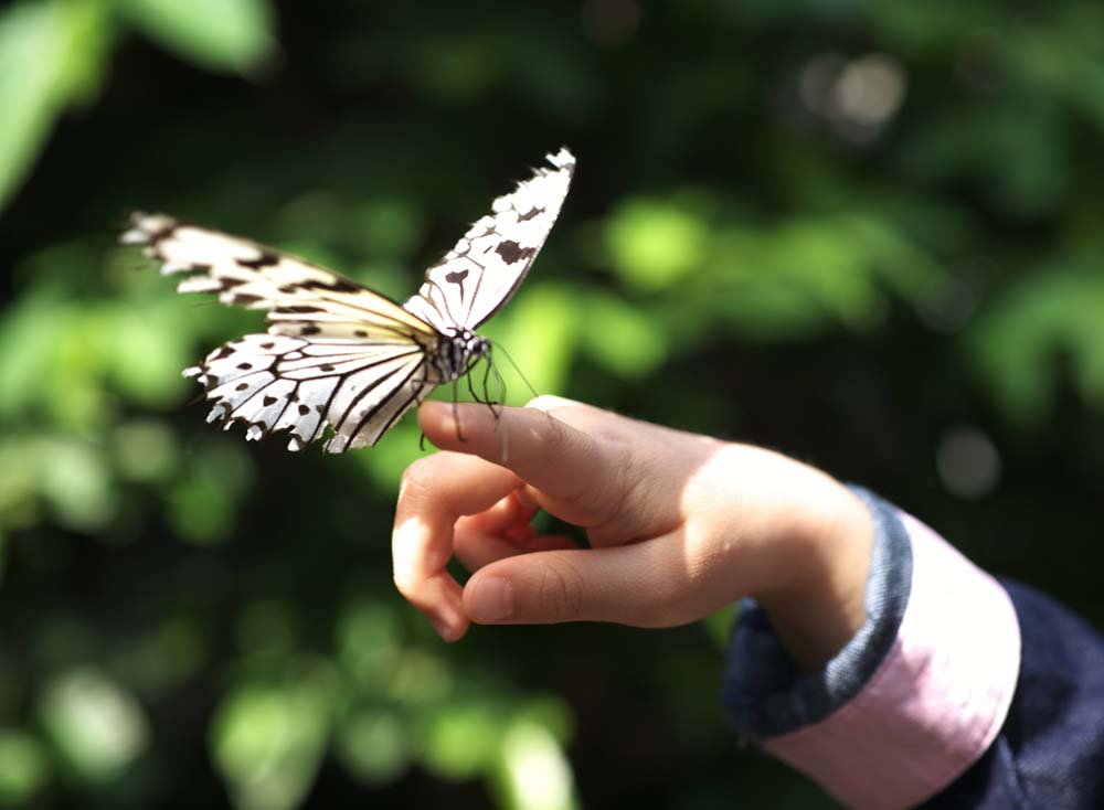 photo,material,free,landscape,picture,stock photo,Creative Commons,A girl and a butterfly, butterfly, , , flower