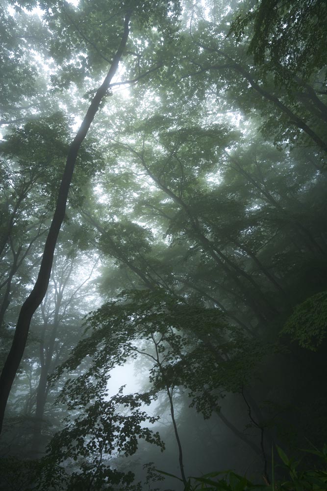 ゆんフリー写真素材集 No 37 霧降る森の静寂 日本 栃木