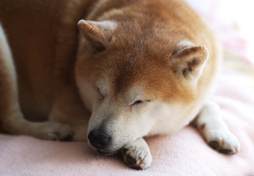 ゆんフリー写真素材集 No 3813 老犬の午睡 日本 熊本