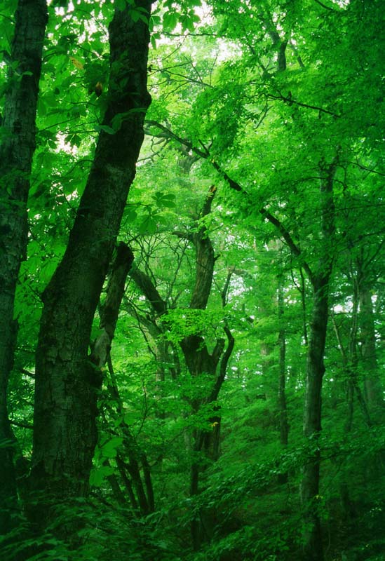 ゆんフリー写真素材集 No 474 森の緑 日本 長野