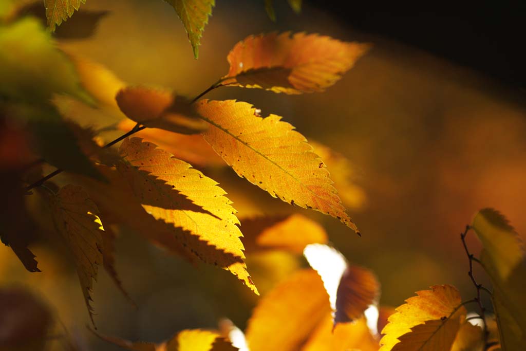photo,material,free,landscape,picture,stock photo,Creative Commons,Zelkova changing colors, Yellow, Leaves, Leaf vein, Autumn color