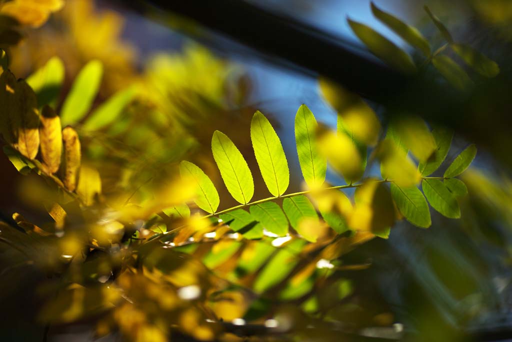 photo,material,free,landscape,picture,stock photo,Creative Commons,Late autumn color, Autumn leaves, Green, Yellow, Color