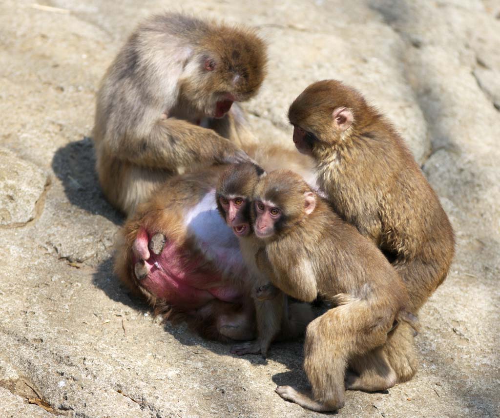 ゆんフリー写真素材集 No 5935 猿の家族 日本 千葉