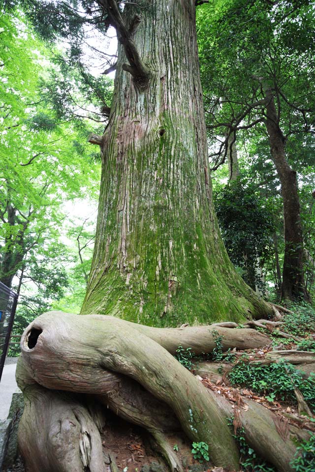 fotografia, material, livra, ajardine, imagine, proveja fotografia,Cedro de polvo a Mt. Takao, lenda, Mt. Takao rvore sagrada, Caminhando, floresta
