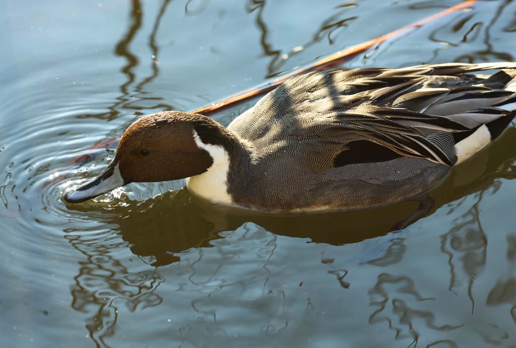 photo,material,free,landscape,picture,stock photo,Creative Commons,A duck, duck, , , waterfowl